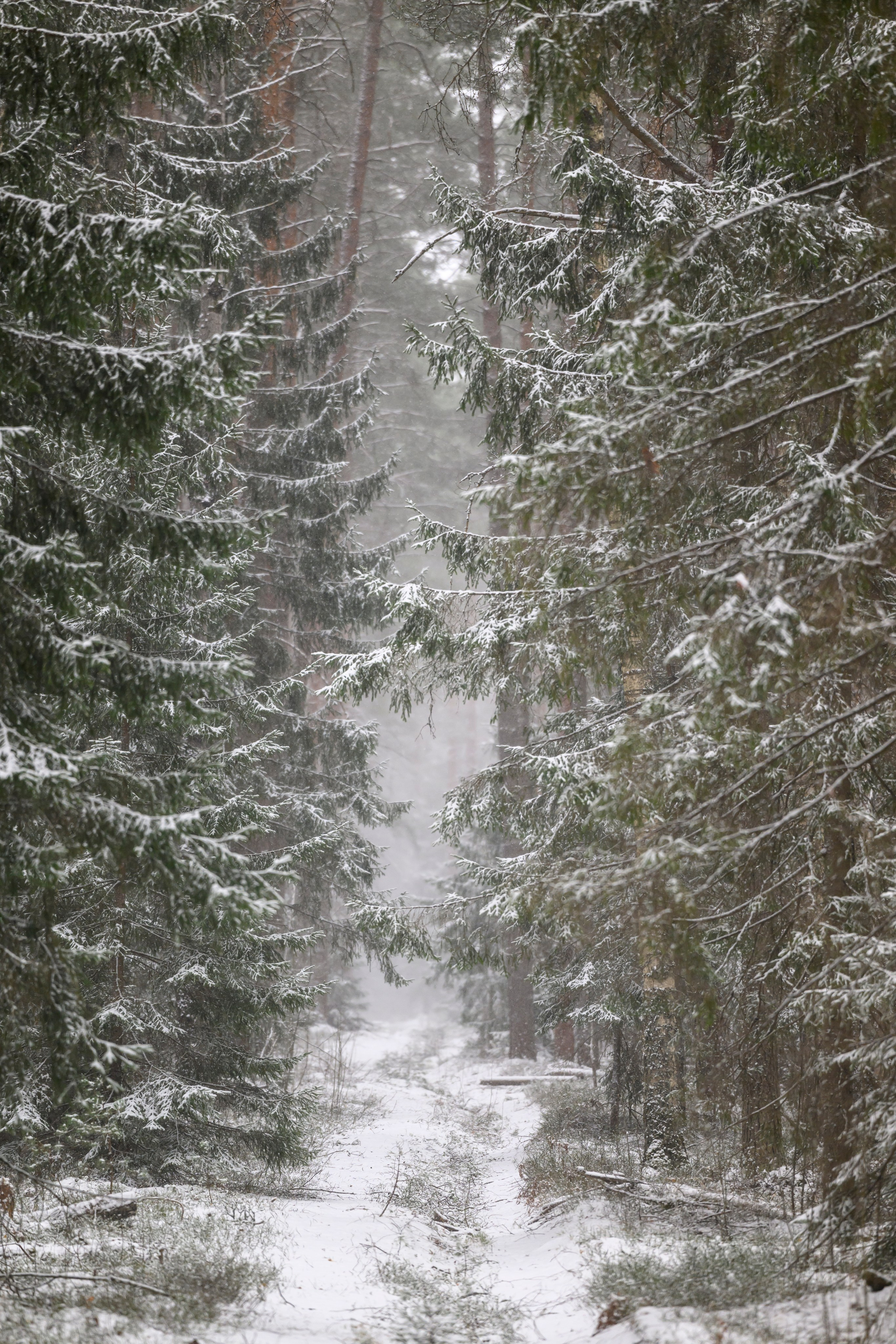 Метель. Фотограф Сергей Пупонин