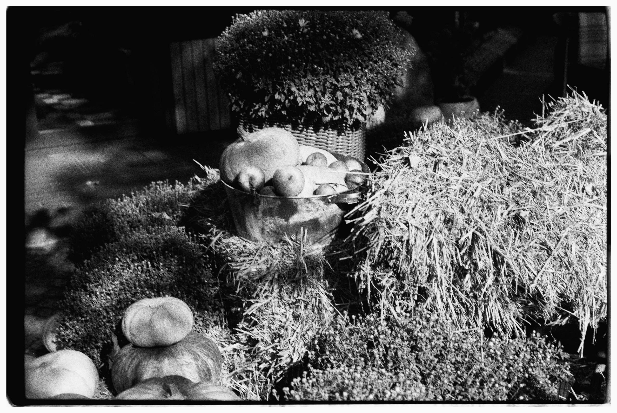 Калининград. Портретный фотограф Софья Хворостова