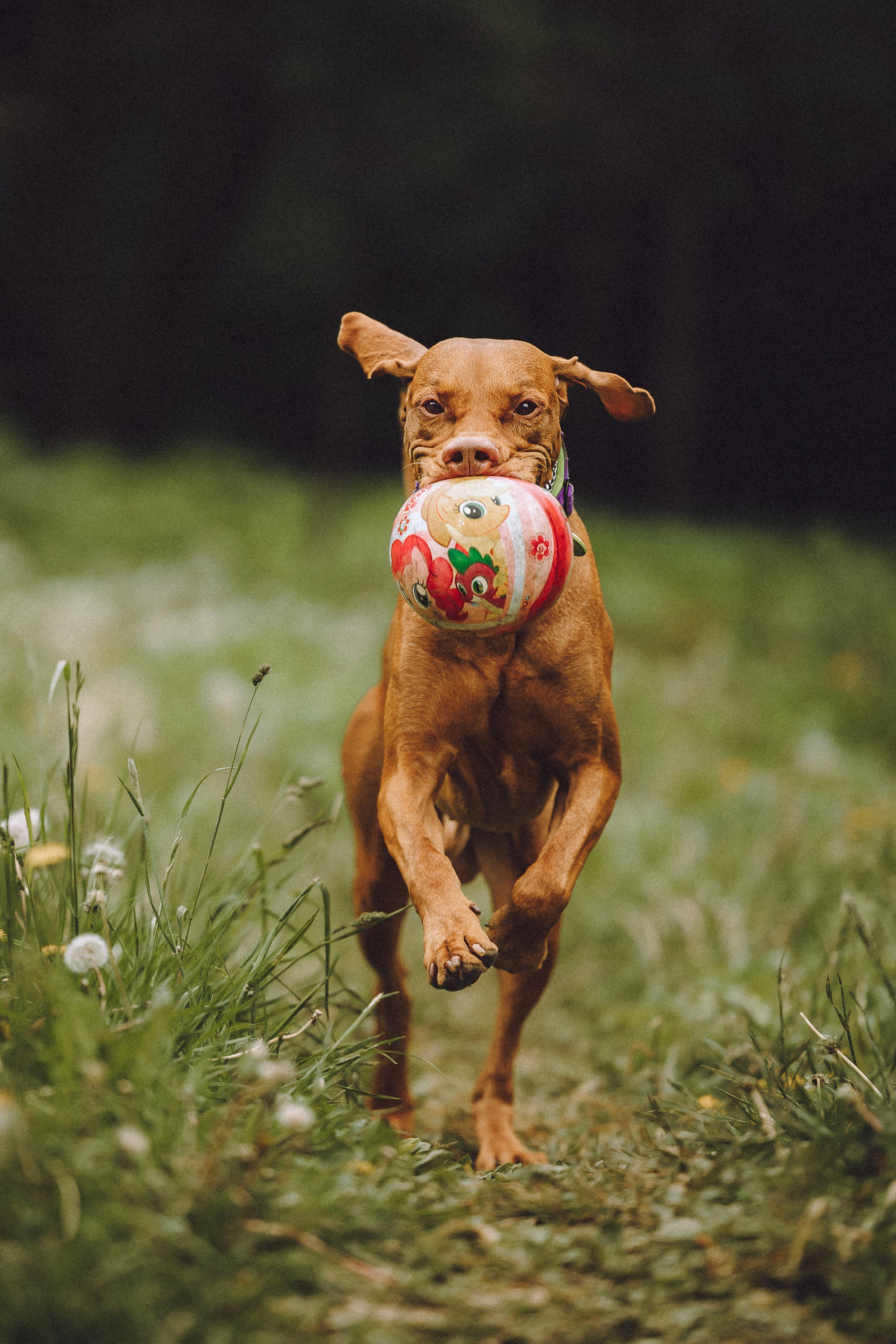 Груша, Данни, Фунтик и их семья