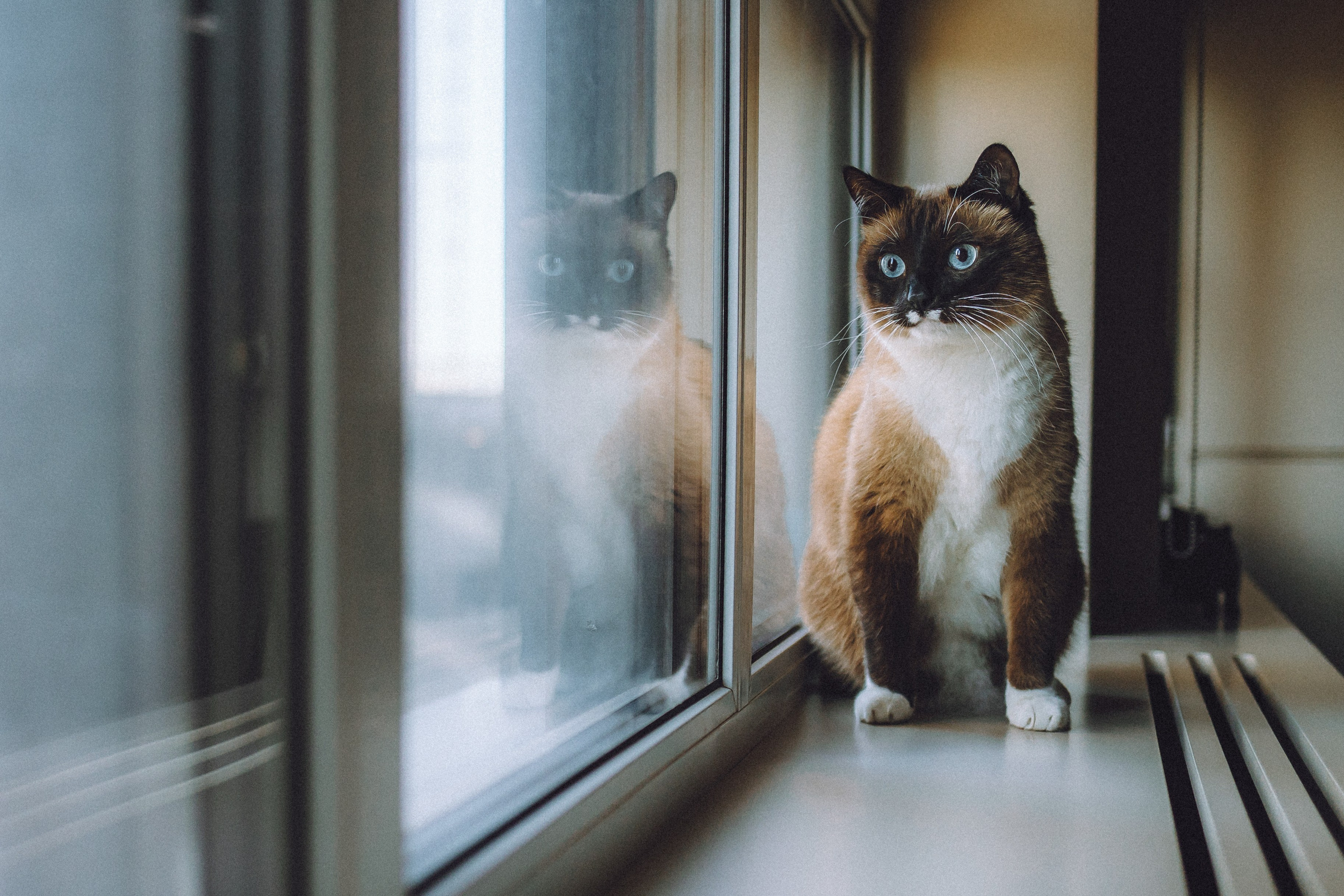 Наташа, Маруся и Зефир