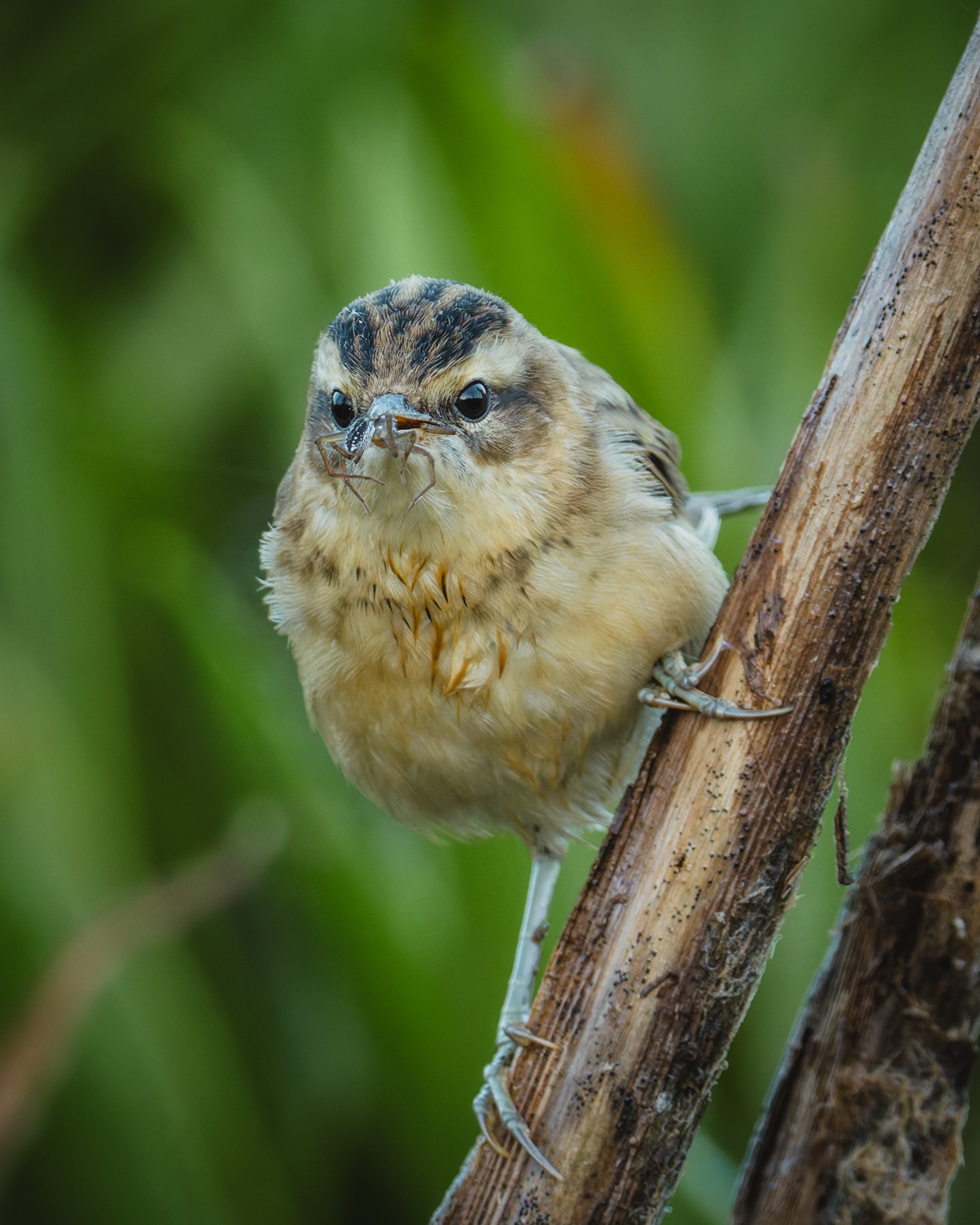 Voronezh 2025. Anton Chernov | Wildlife photographer