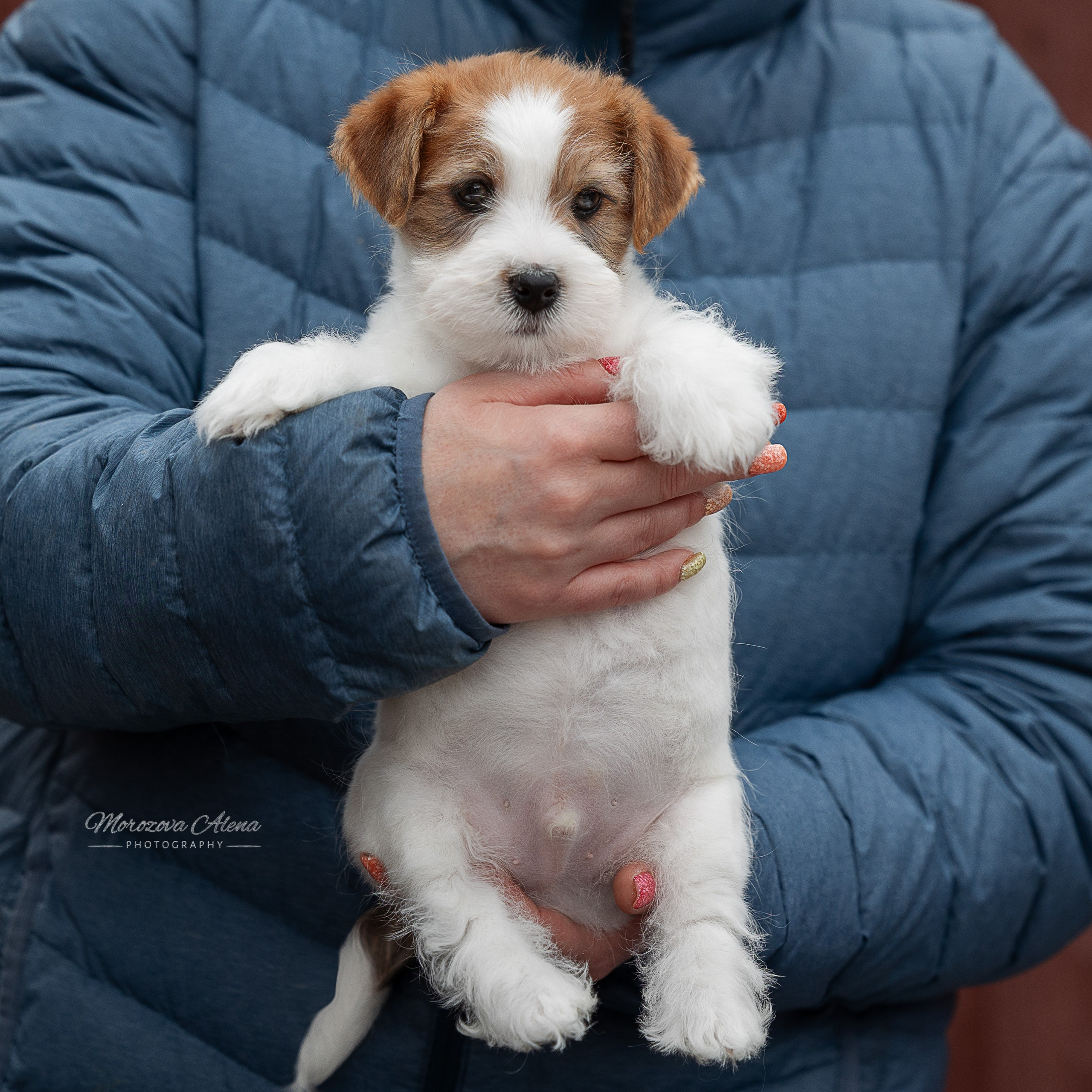 Фотогалерея. Джек Рассел терьер. Санкт-Петербург. Щенки Джек Рассел терьера