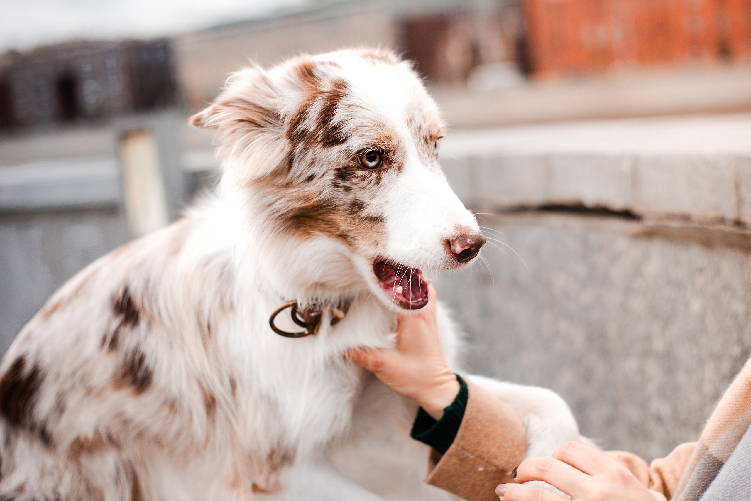 Мария и Утопия. Фотограф-анималист Мария Баркевич | Москва