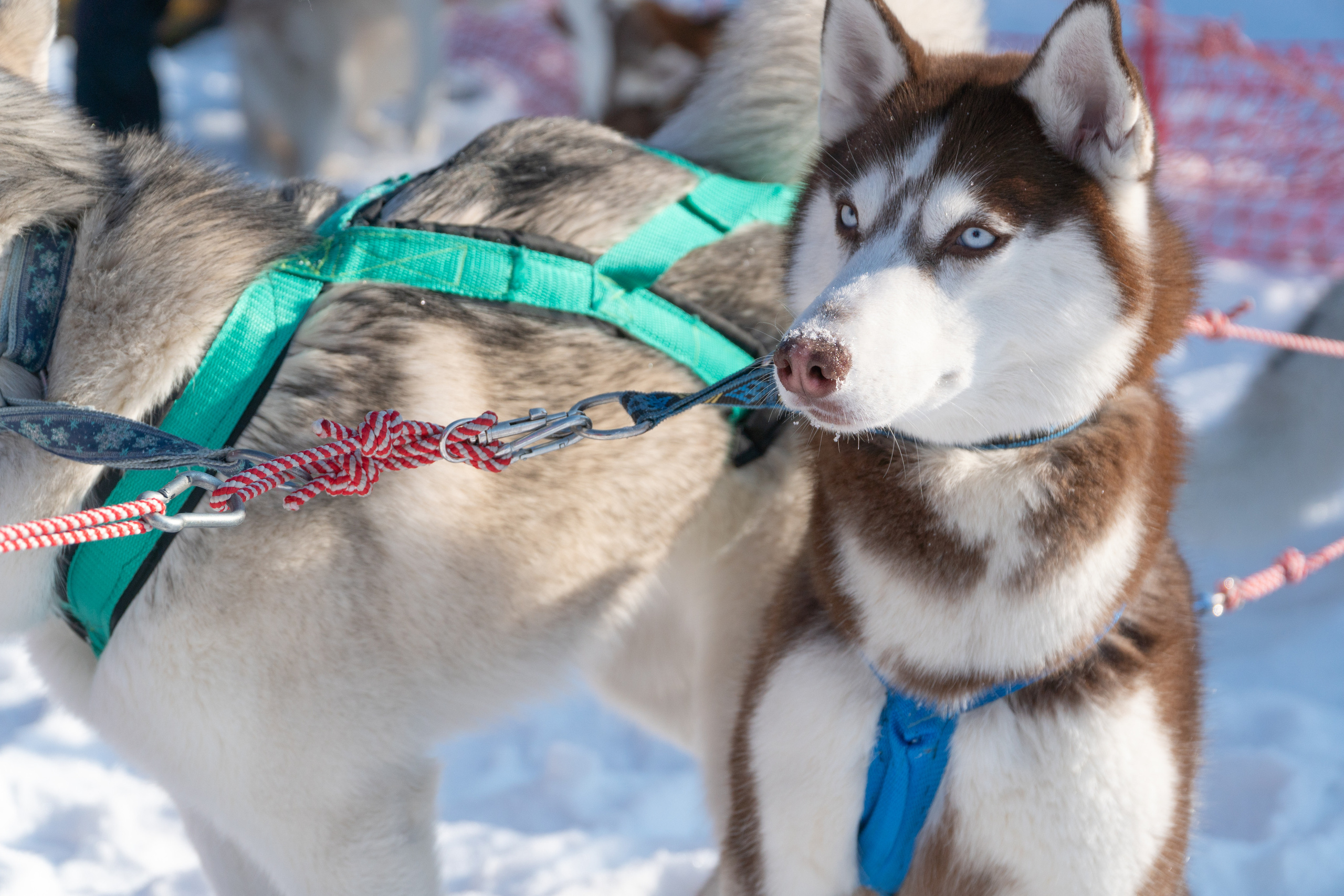 Спортивные мероприятия. Фотограф Анатолий Багрецов г. Архангельск