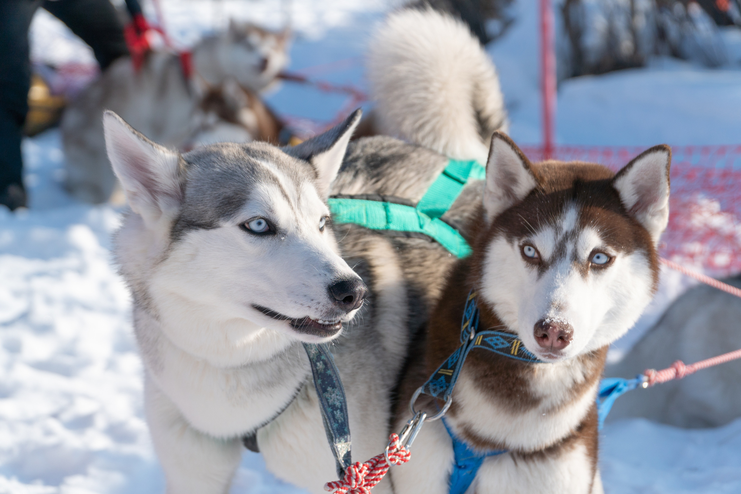 Спортивные мероприятия. Фотограф Анатолий Багрецов г. Архангельск