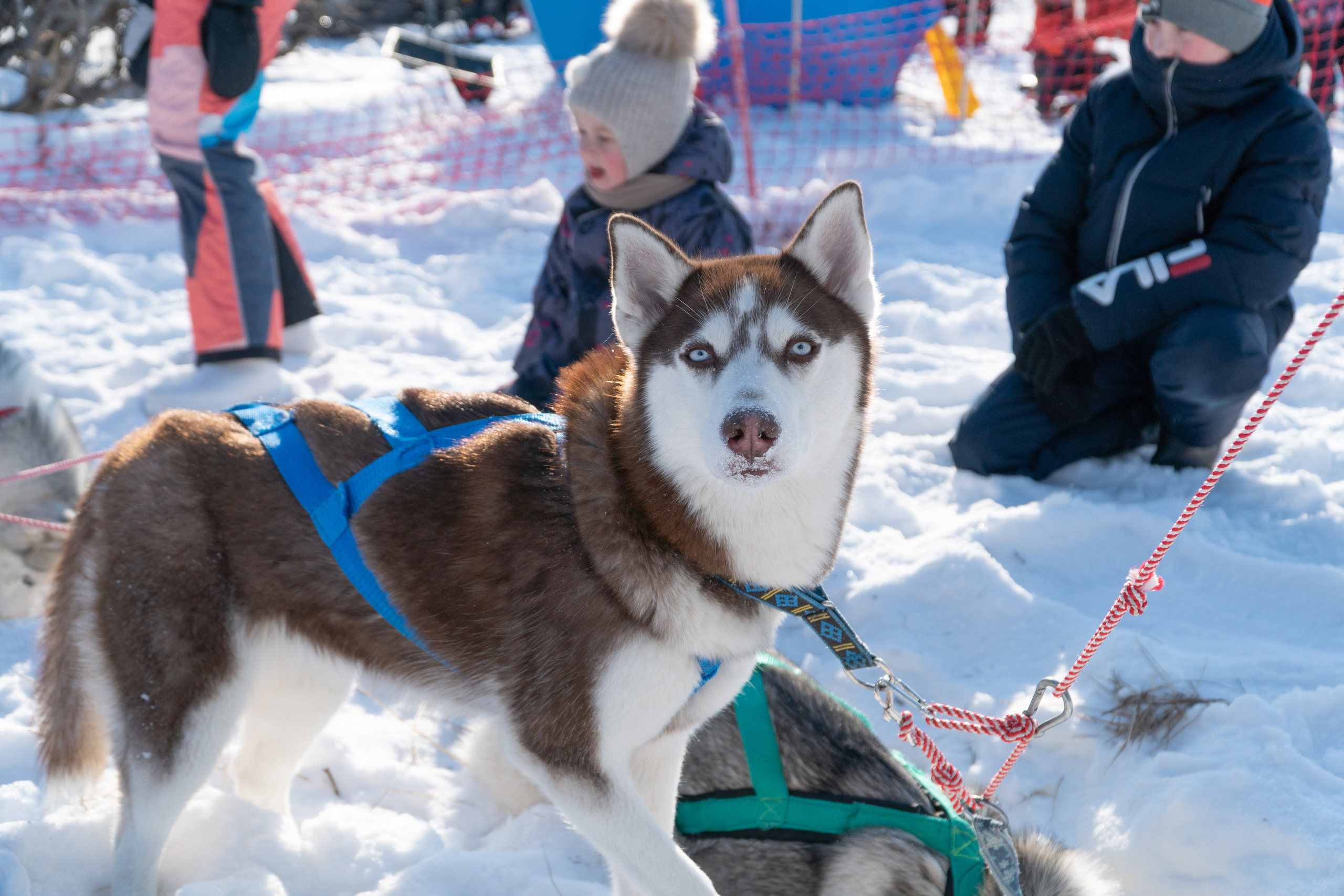 Спортивные мероприятия. Фотограф Анатолий Багрецов г. Архангельск