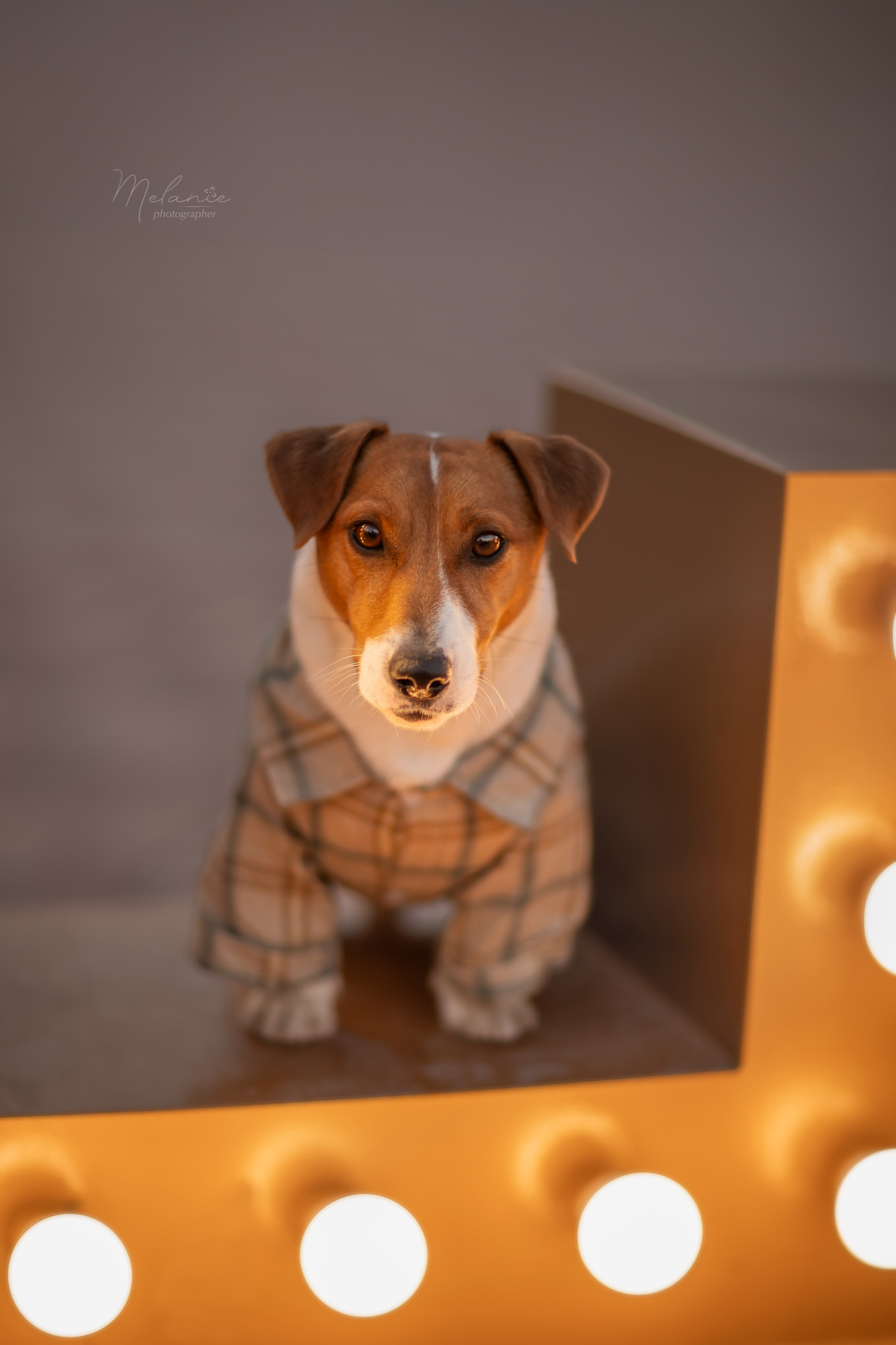 Съемки питомца. Фотограф-анималист в Москве Дорн Мелани