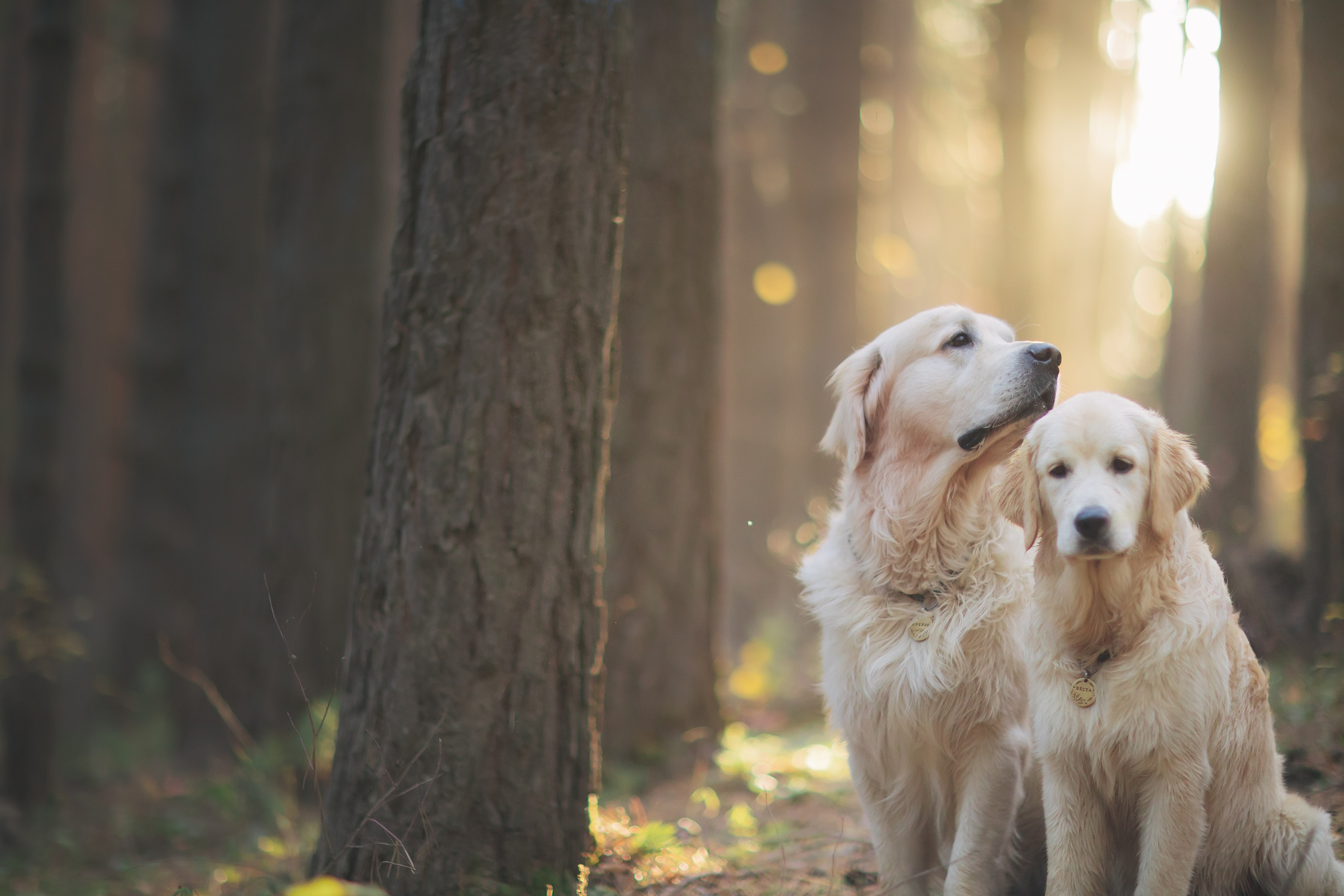 Снежик и Веста. Свадебный и женский фотограф