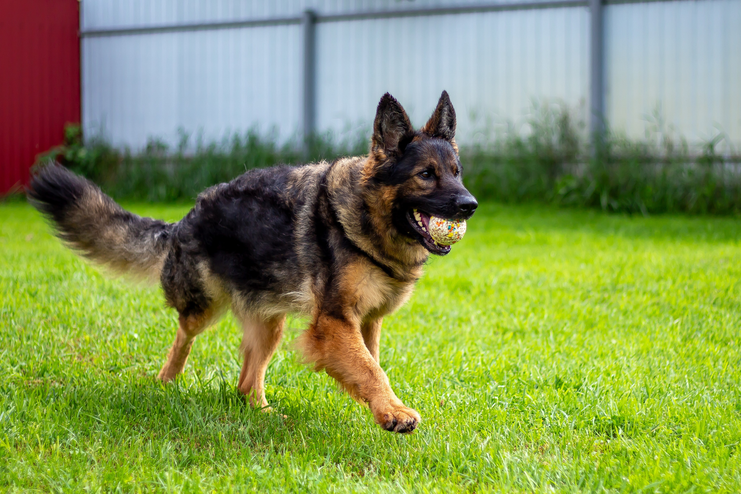 Собачья жизнь — Зоогостиница «Счастливые мечтатели». Фотограф • Орехово-Зуево • Балашиха • TEFO