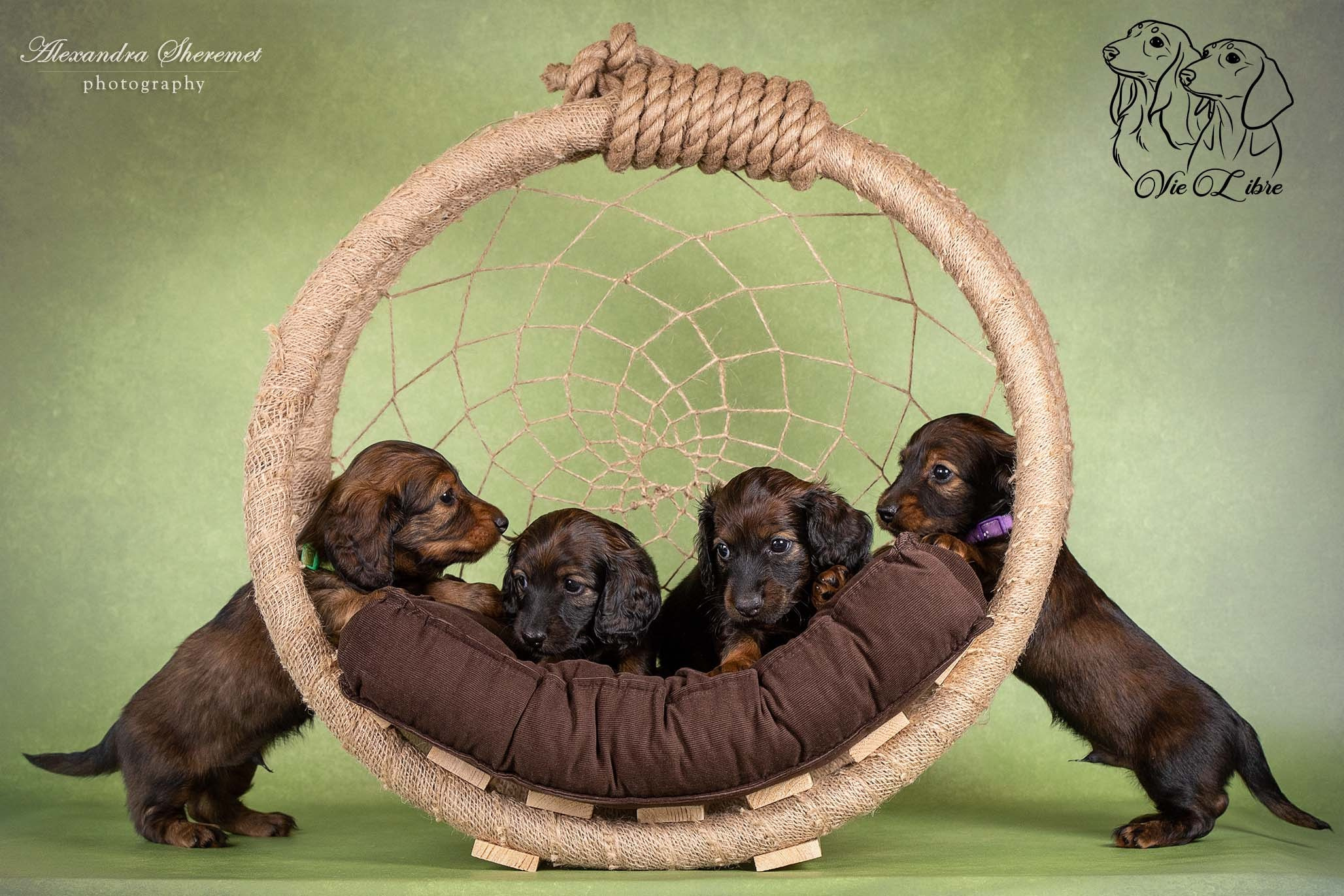 Щенки. Фотограф-анималист Александра Шеремет