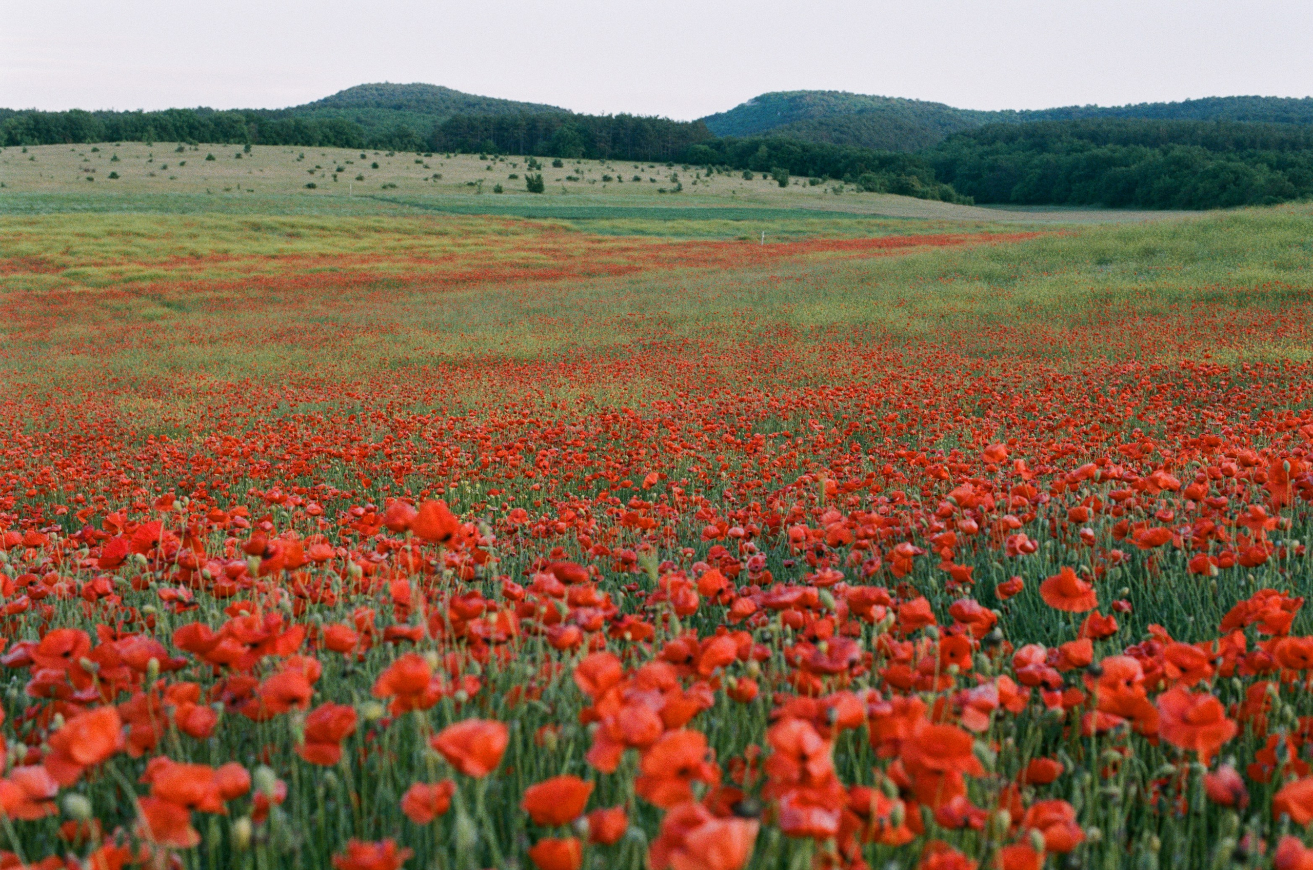 The drugs don't work // ukraine, crimea V. EVER EXPOSED
