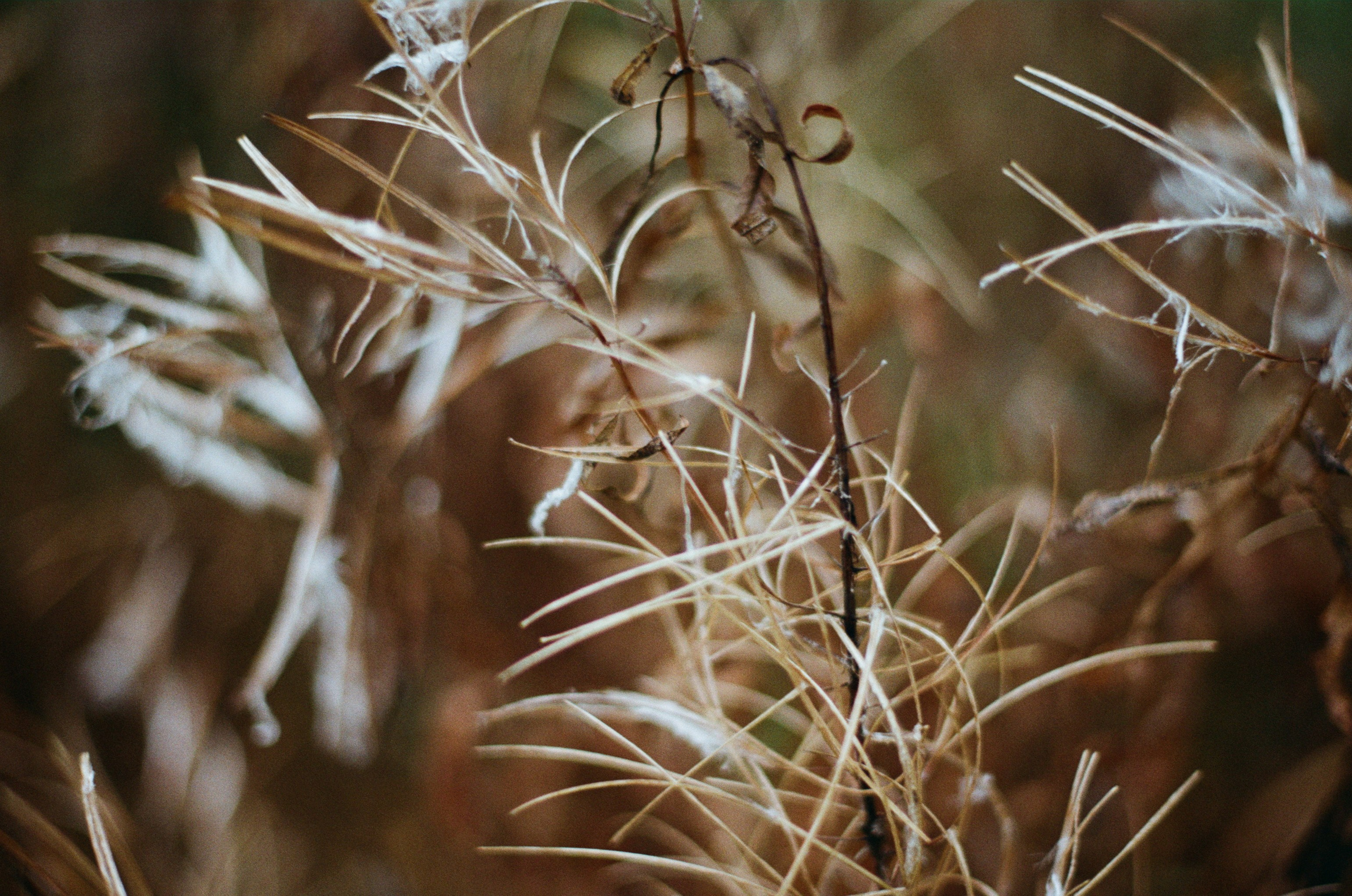 Golden brown. EVER EXPOSED