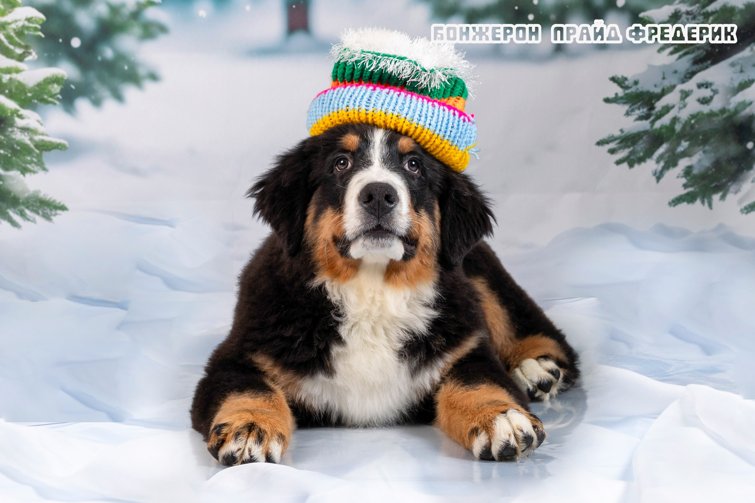 Бонжерон прайд. Фотограф 📸 семейный, предметный, репортажный