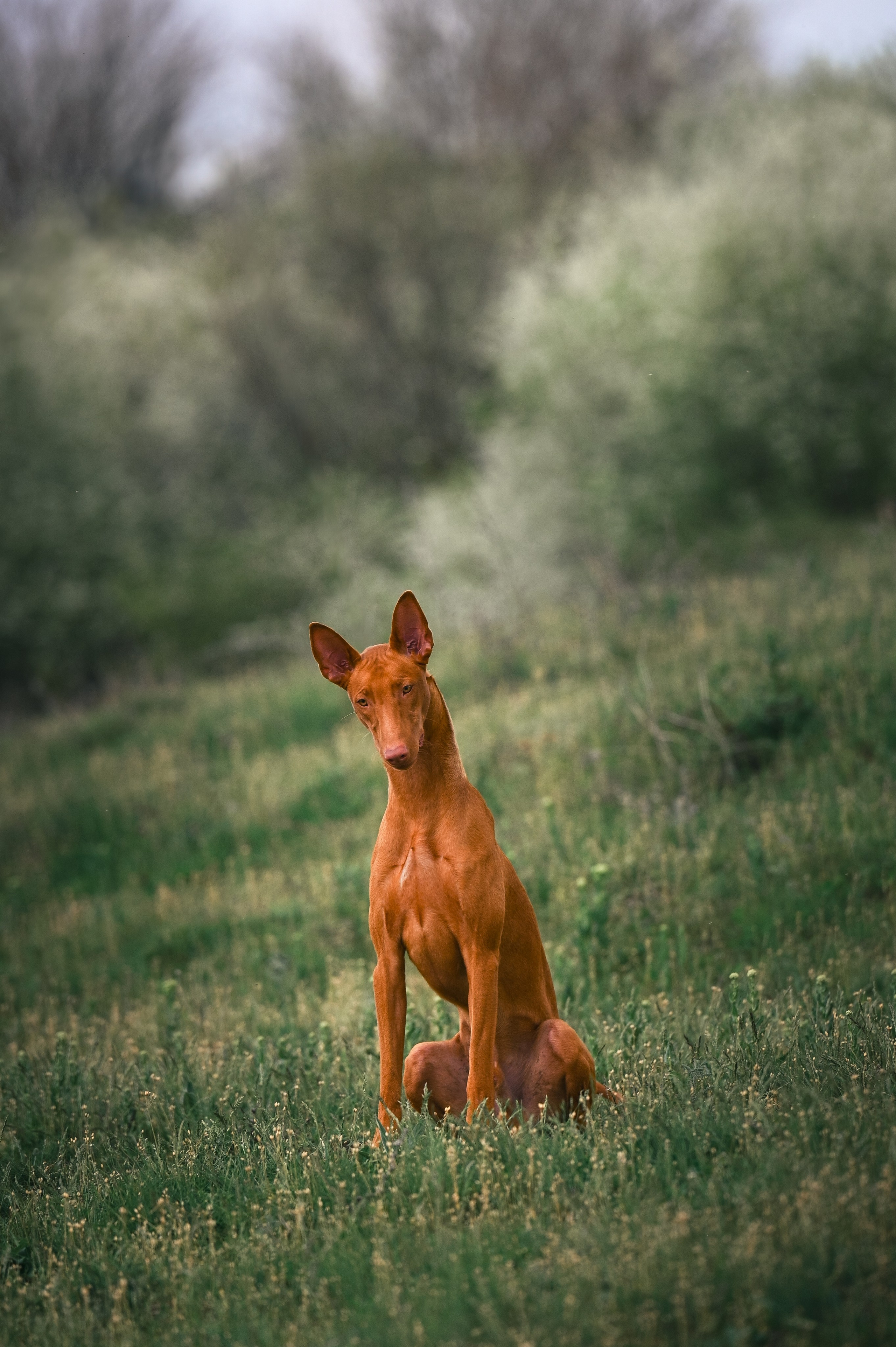 Фараонова собака Ромарио. Фотограф в Ростове —на — Дону