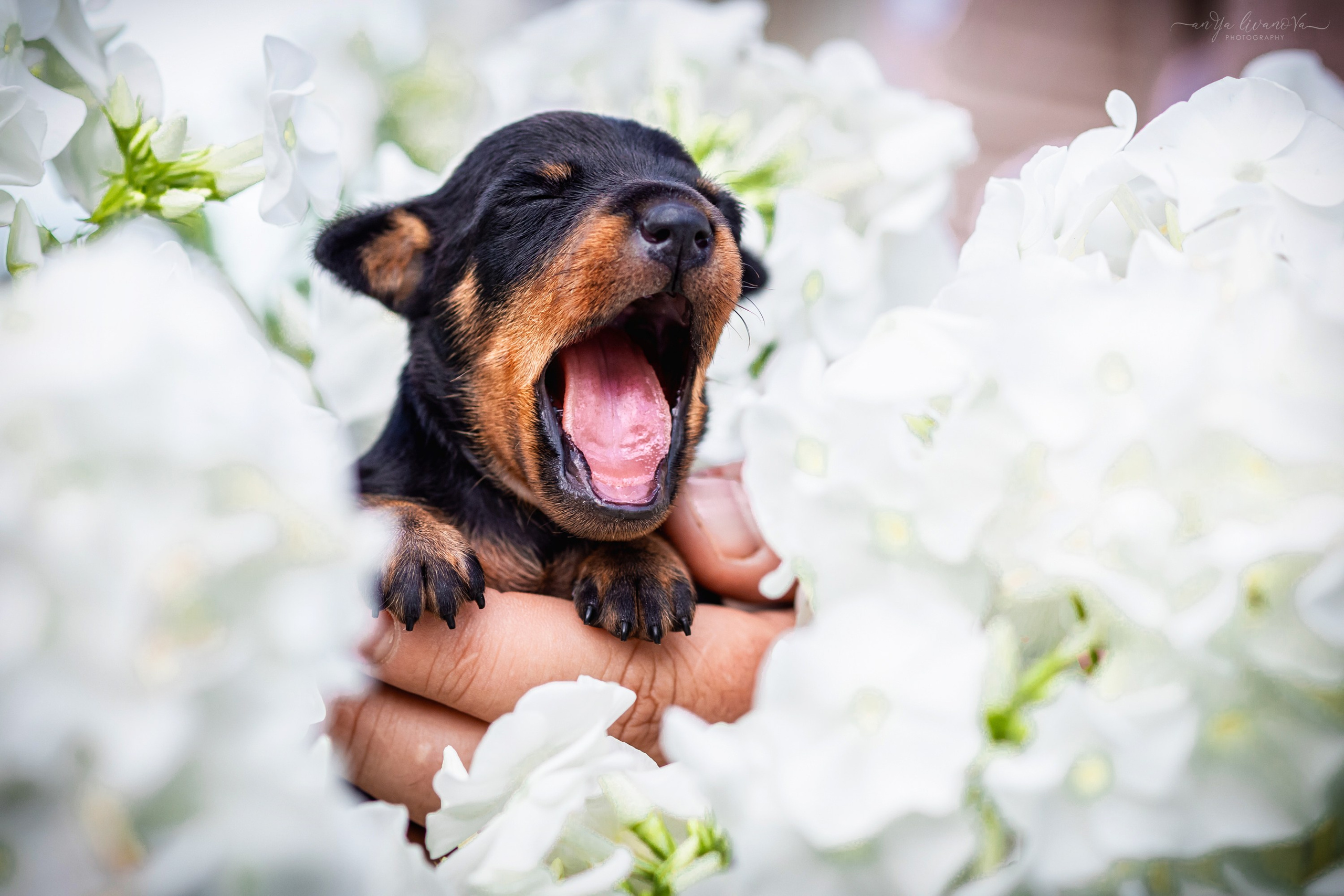 Малыши пинчеры. Фотограф анималист Аня Ливанова | Рыбинск