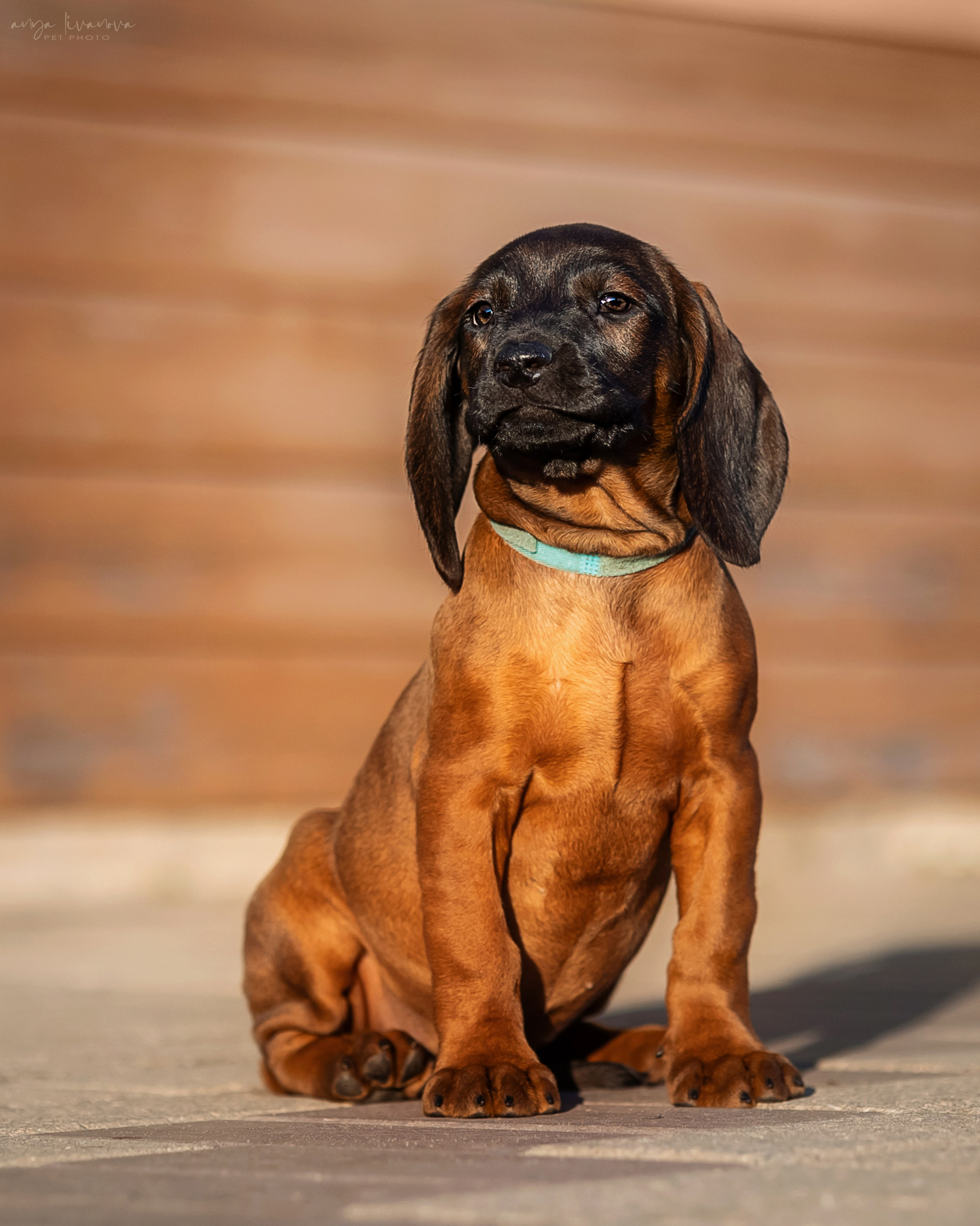 Баварцы. Фотограф анималист Аня Ливанова | Рыбинск