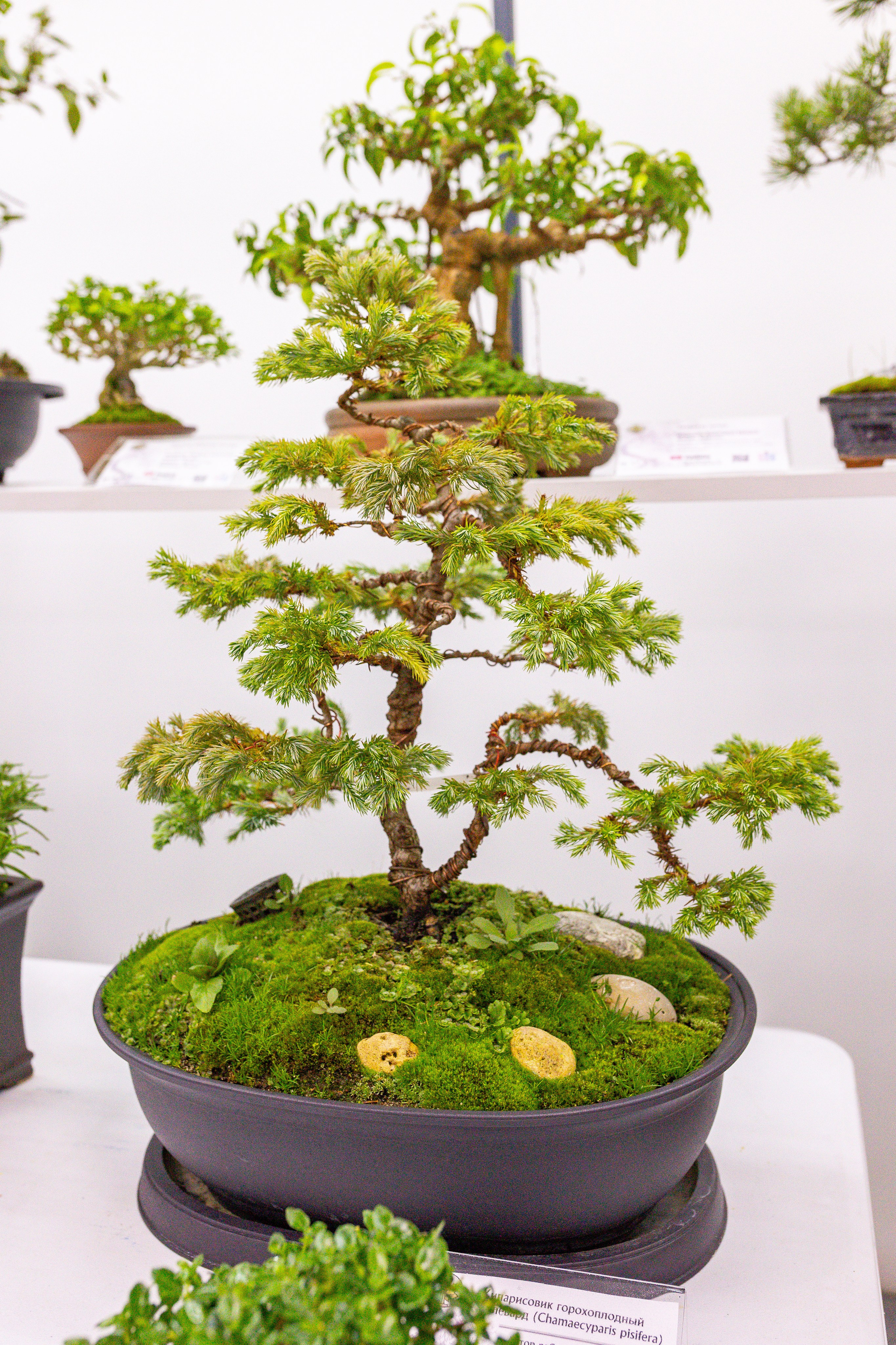 Орхидиум сентябрь 2025. Александра Куликова фотограф, Москва