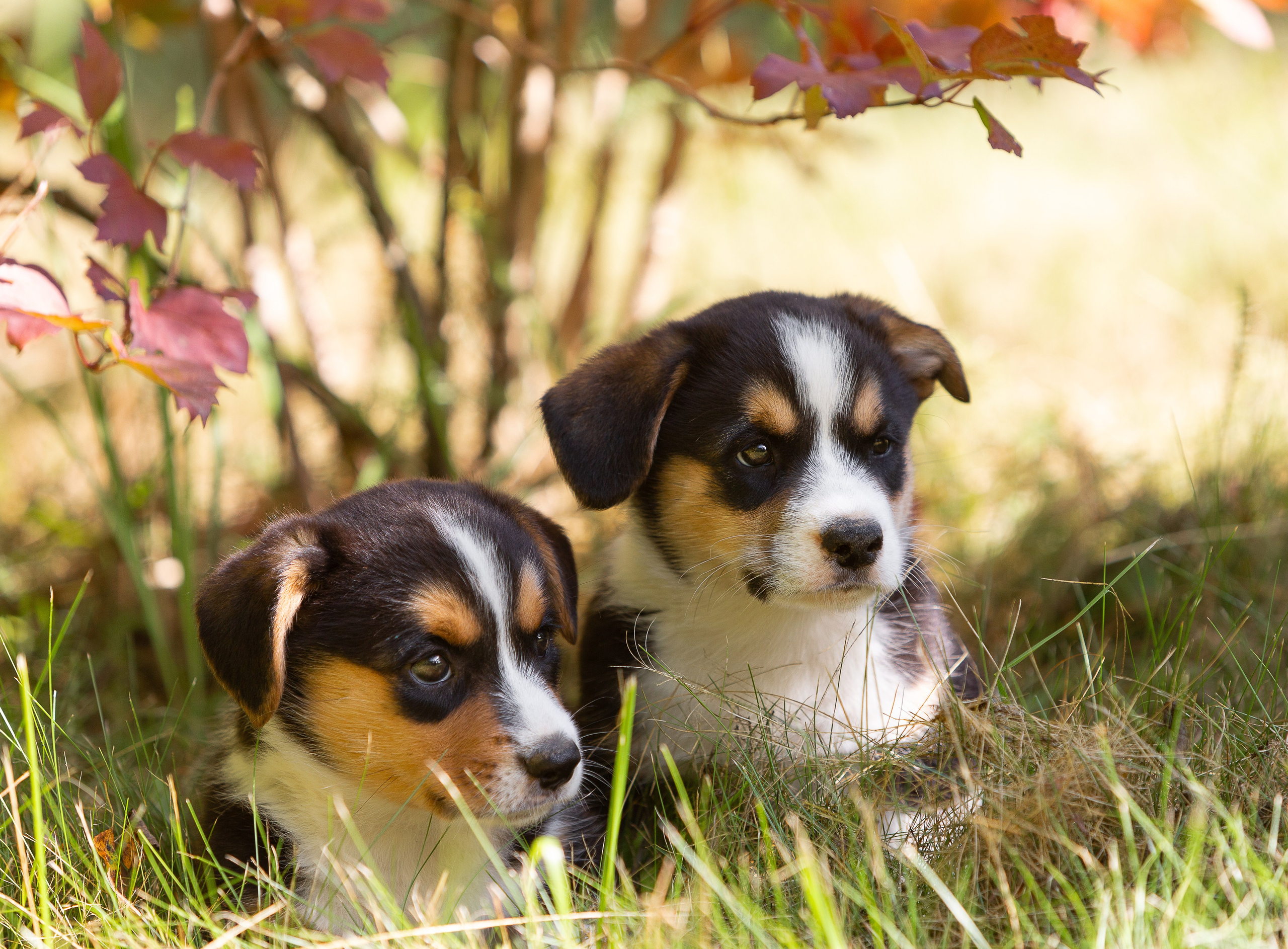 Корги (фотопрогулка). Фотограф-анималист в Москве, МО и Владимире