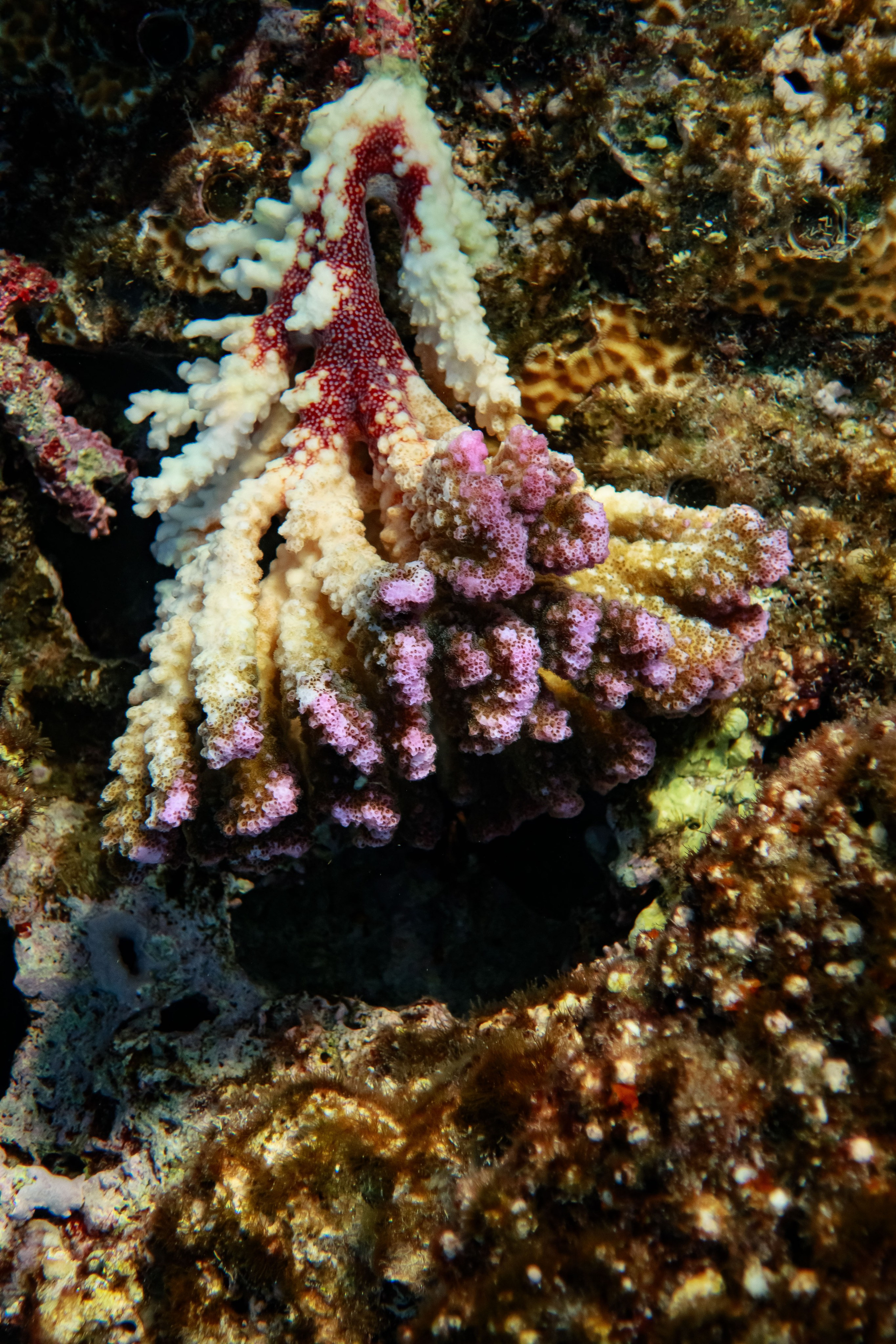 Fish. Фотограф Светлана Голицына