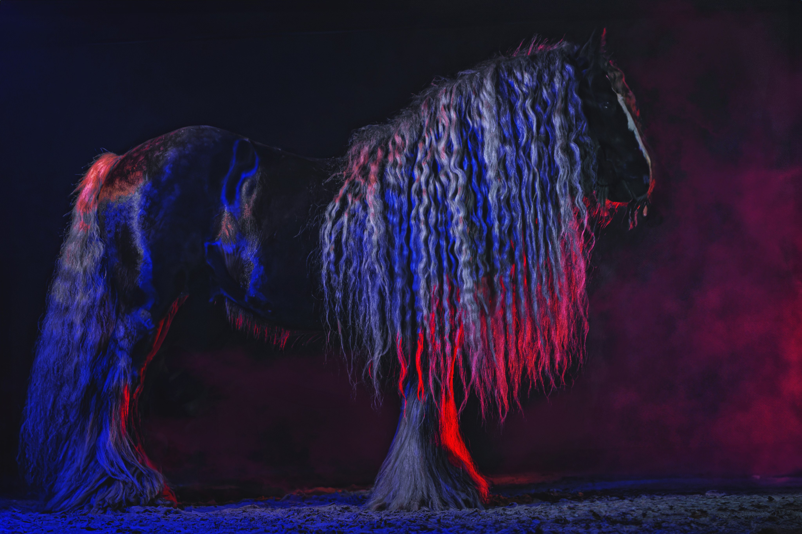 Лошади. Фотограф-анималист Юлия Зубкова