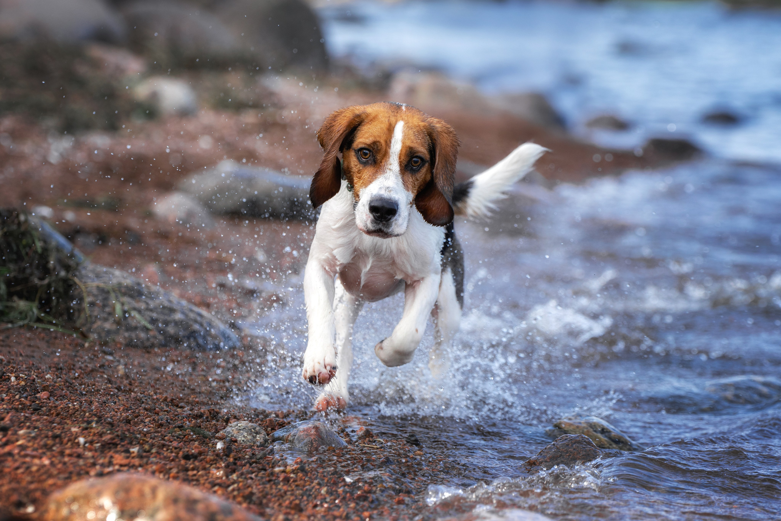 Собаки. Фотограф-анималист Юлия Зубкова