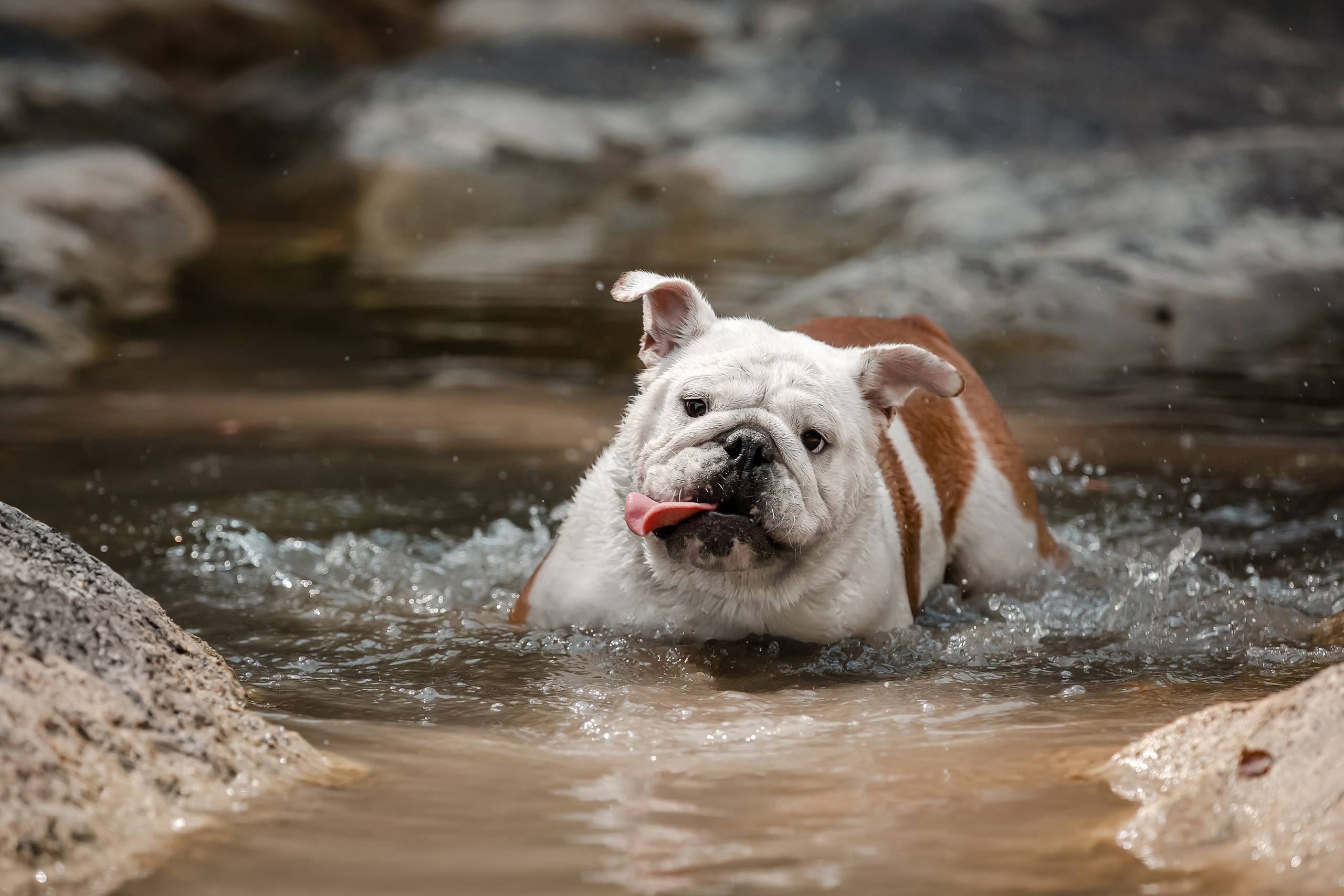 Фотосессия английского бульдога на речке. Фотограф-анималист в Краснодаре Маша Мельникова