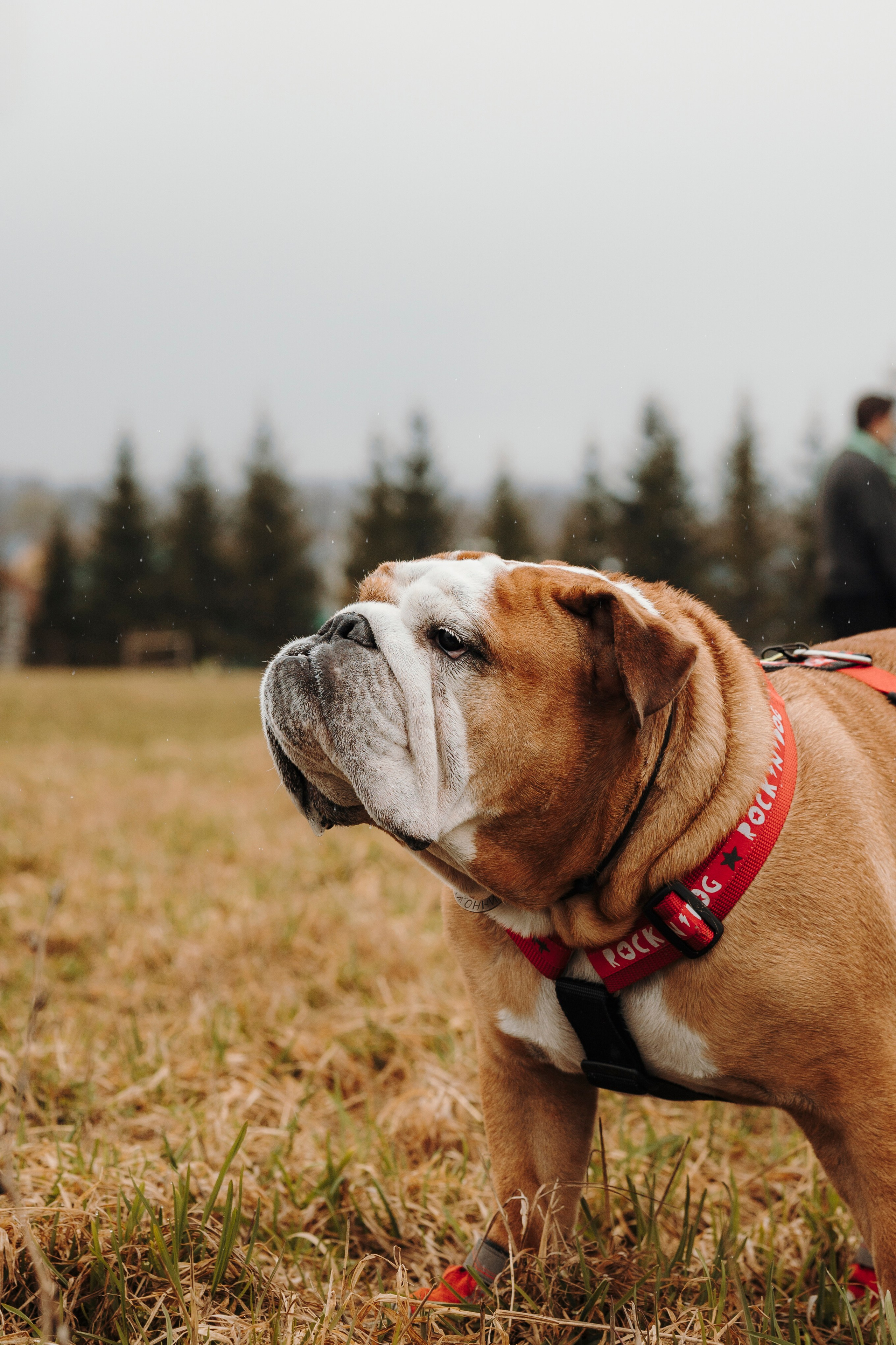 Смена в «DogCamp». Анастасия Белаш