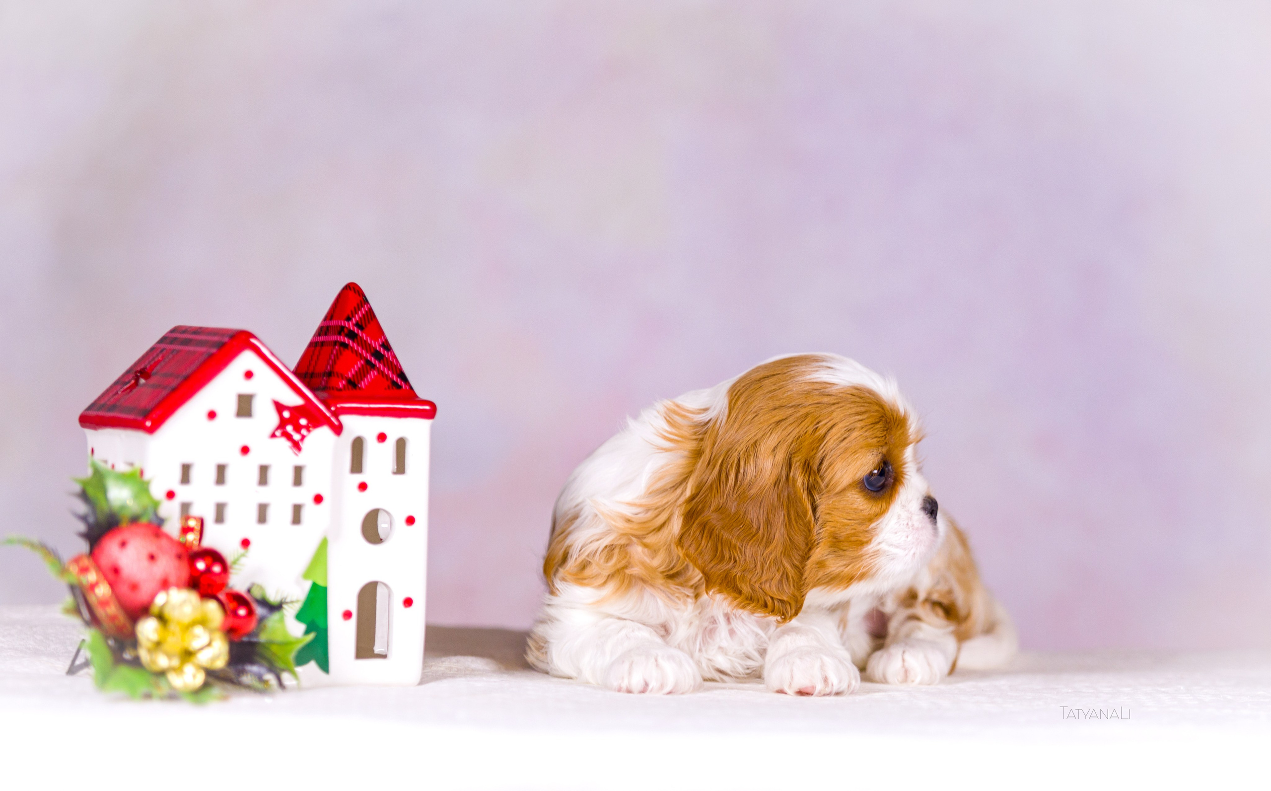 Кавалер-Кинг-Чарльз-Спаниель. Фотограф — анималист Татьяна Ли