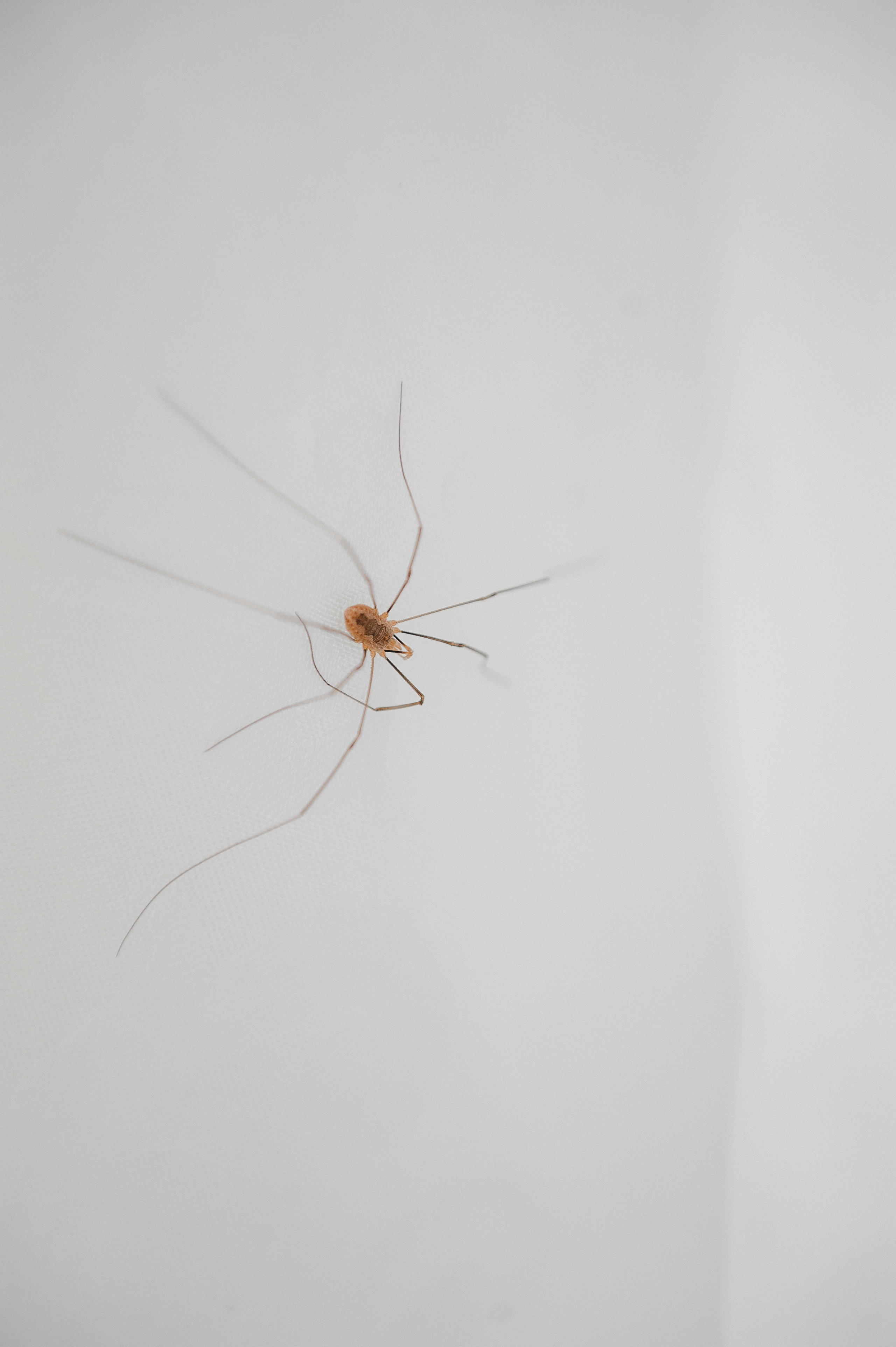 Кирилл и Дарья. Свадебные фотографии. Свадебный фотограф в Москве Алексей Тук