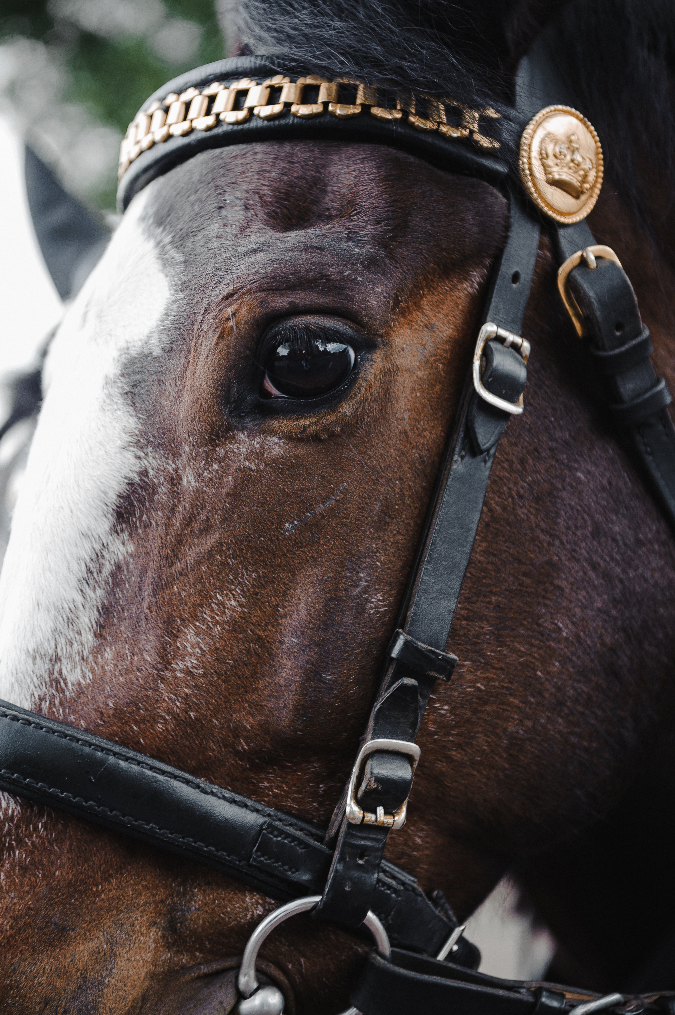Кирилл и Дарья. Свадебные фотографии. Свадебный фотограф в Москве Алексей Тук