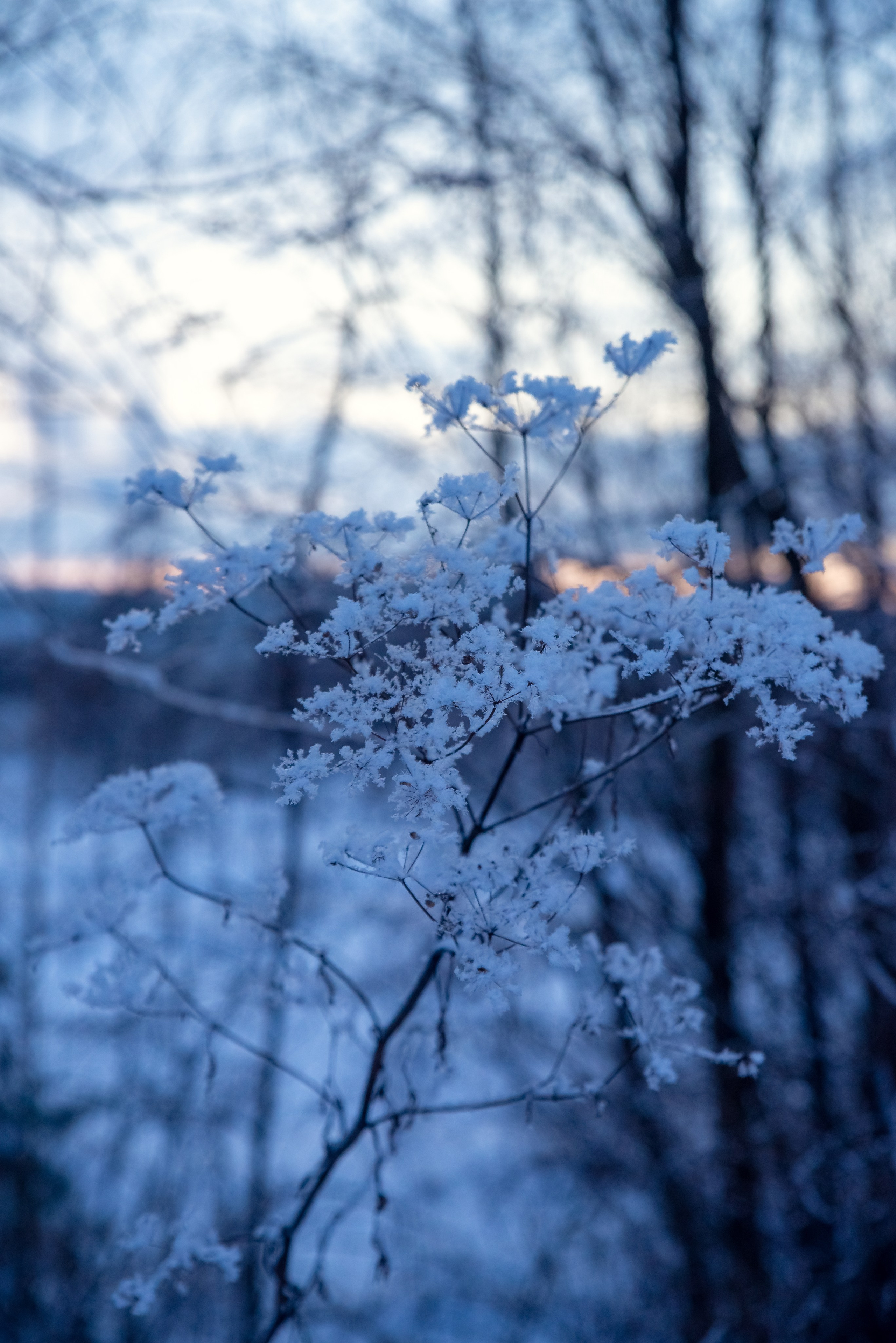 Зимушка зима. Фотограф Крещение Венчание Москва