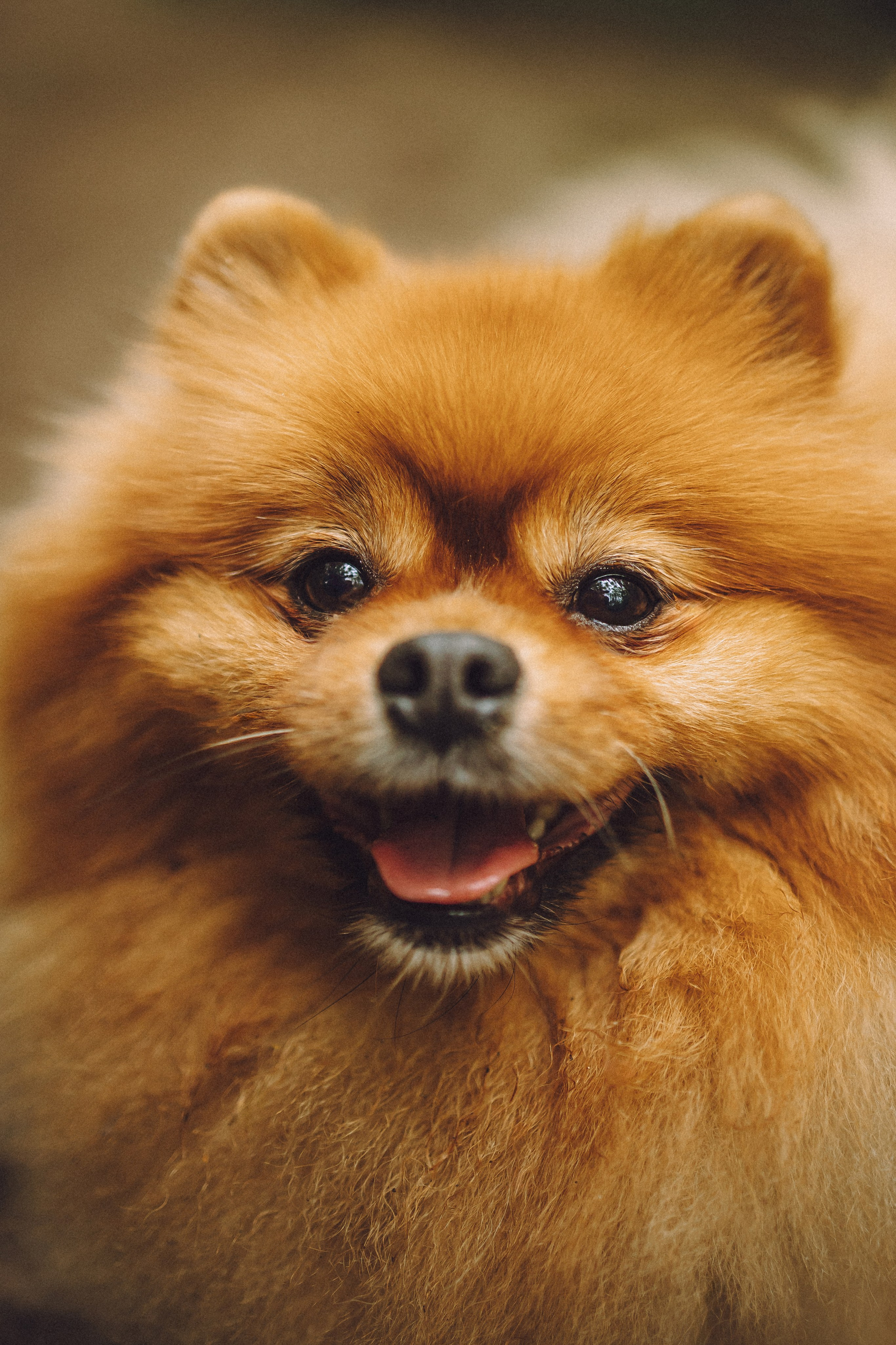 Лорик и его семья