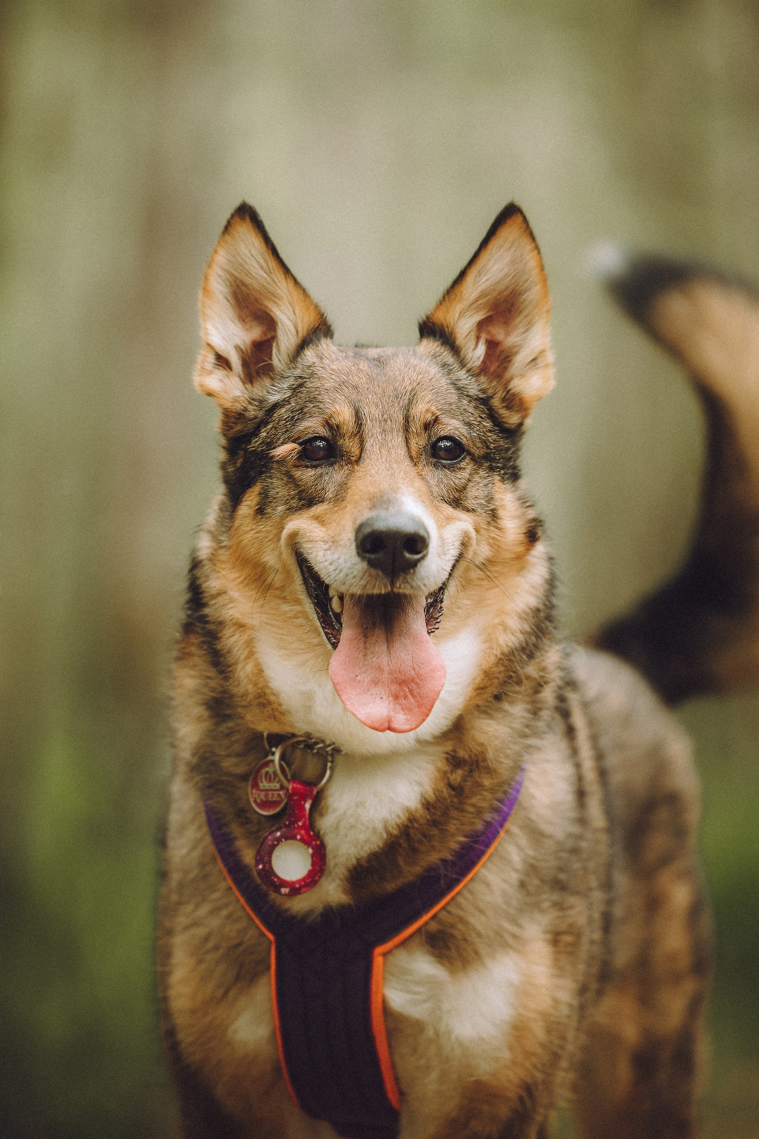 Груша, Данни, Фунтик и их семья