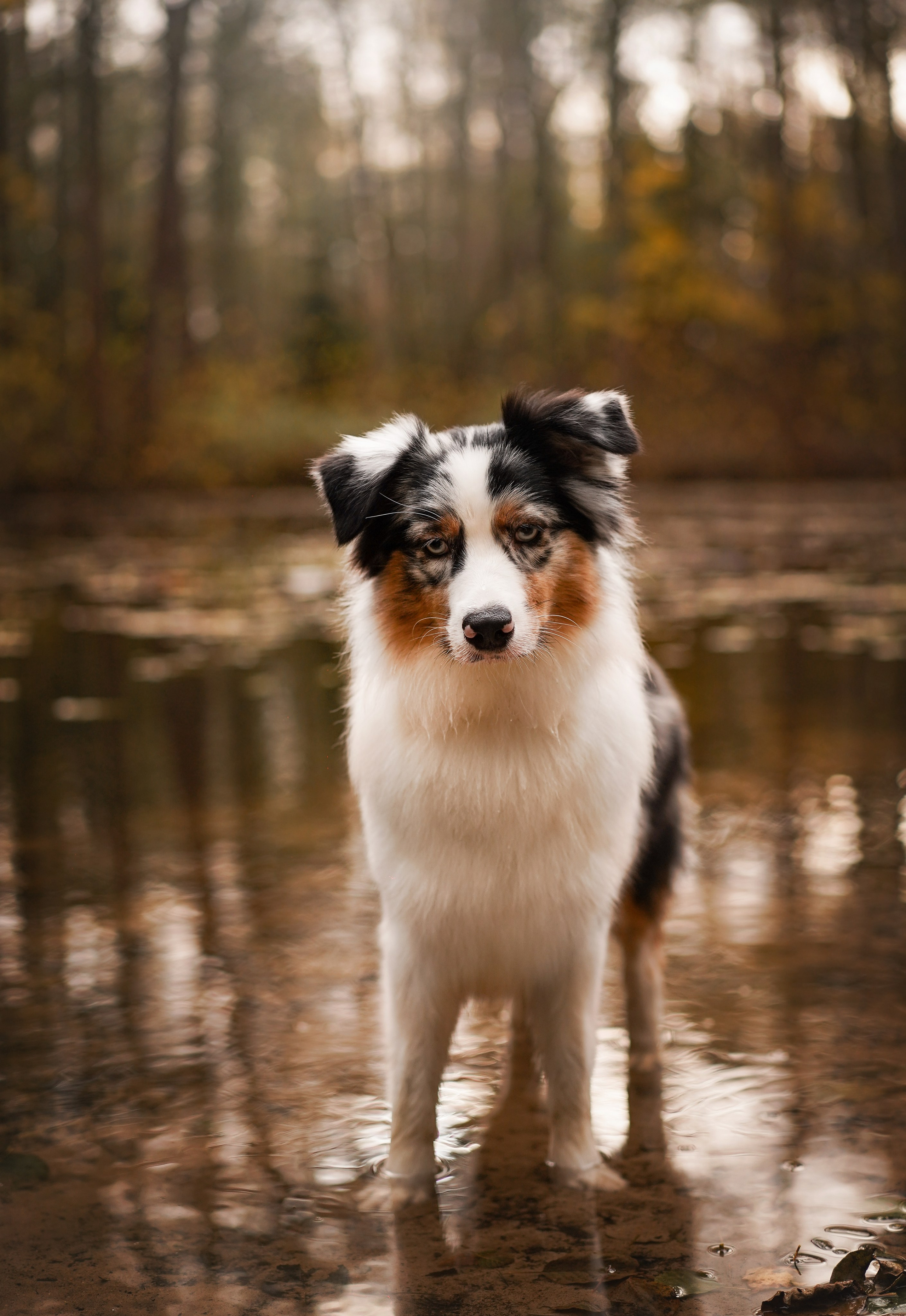 Соня Гавриил и Юкки. Фотограф-анималист в Санкт-Петербурге Яна Мартынова