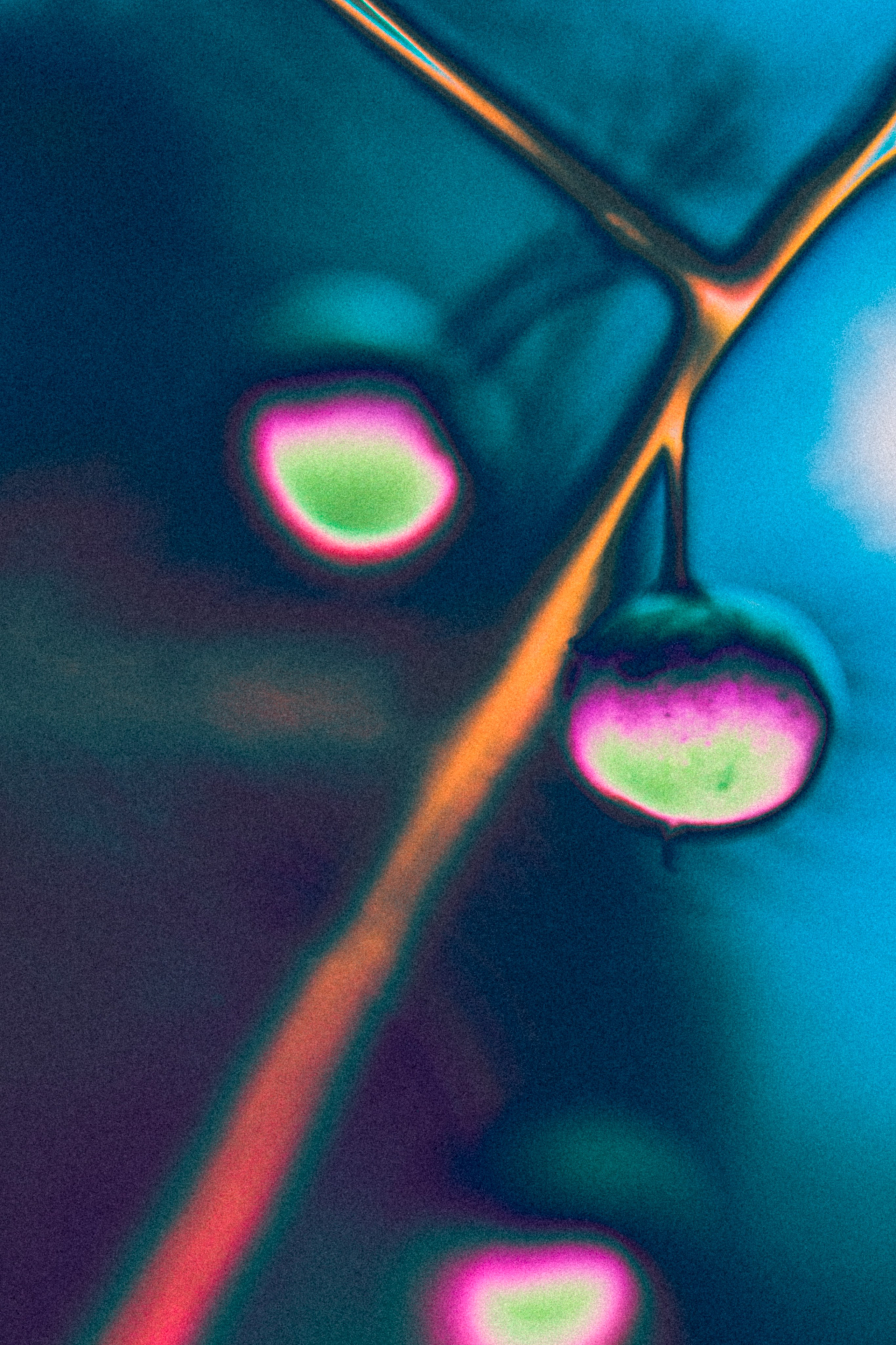 NON-EXISTENT FLOWERS. Фотограф Евгений Чащихин RGB АРХИТЕКТОР в Перми