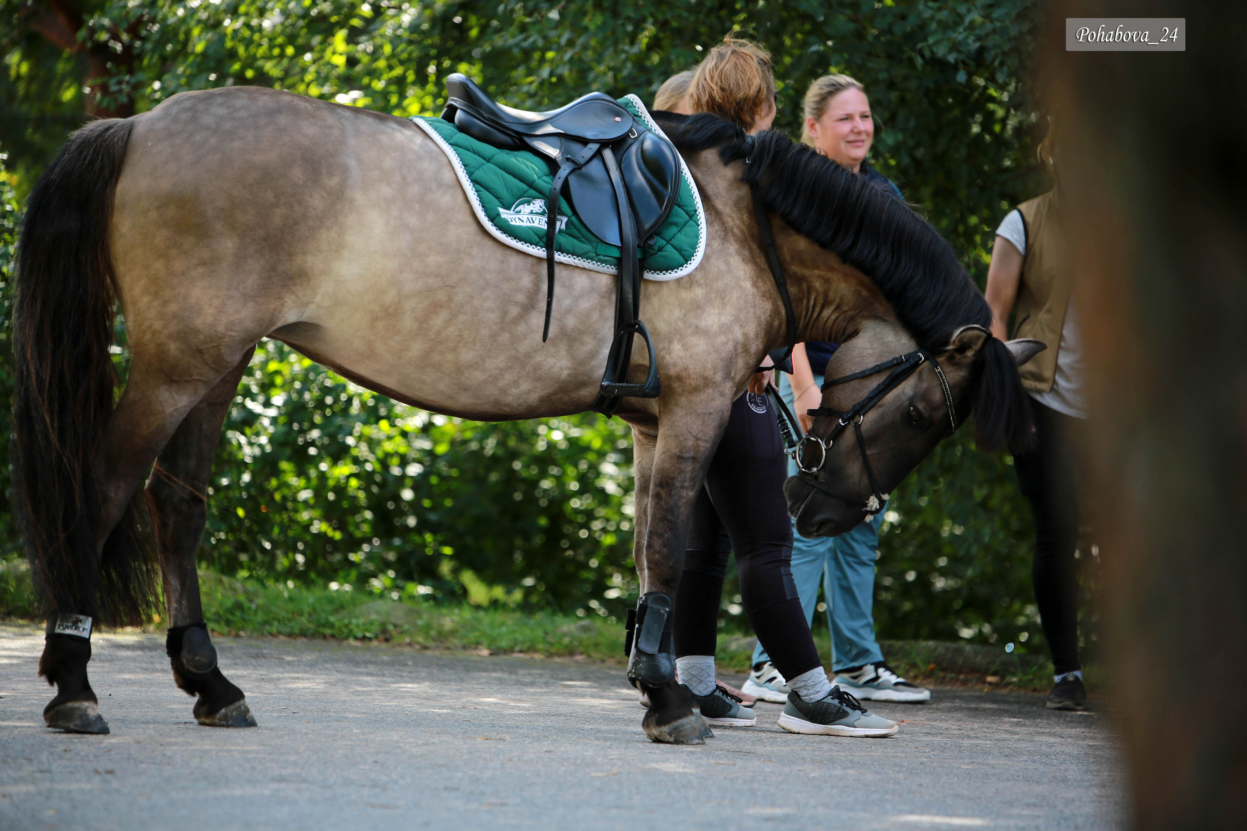 Г. СПБ КСК «Вента-Арена». Конный фотограф в Красноярске — Любовь Похабова