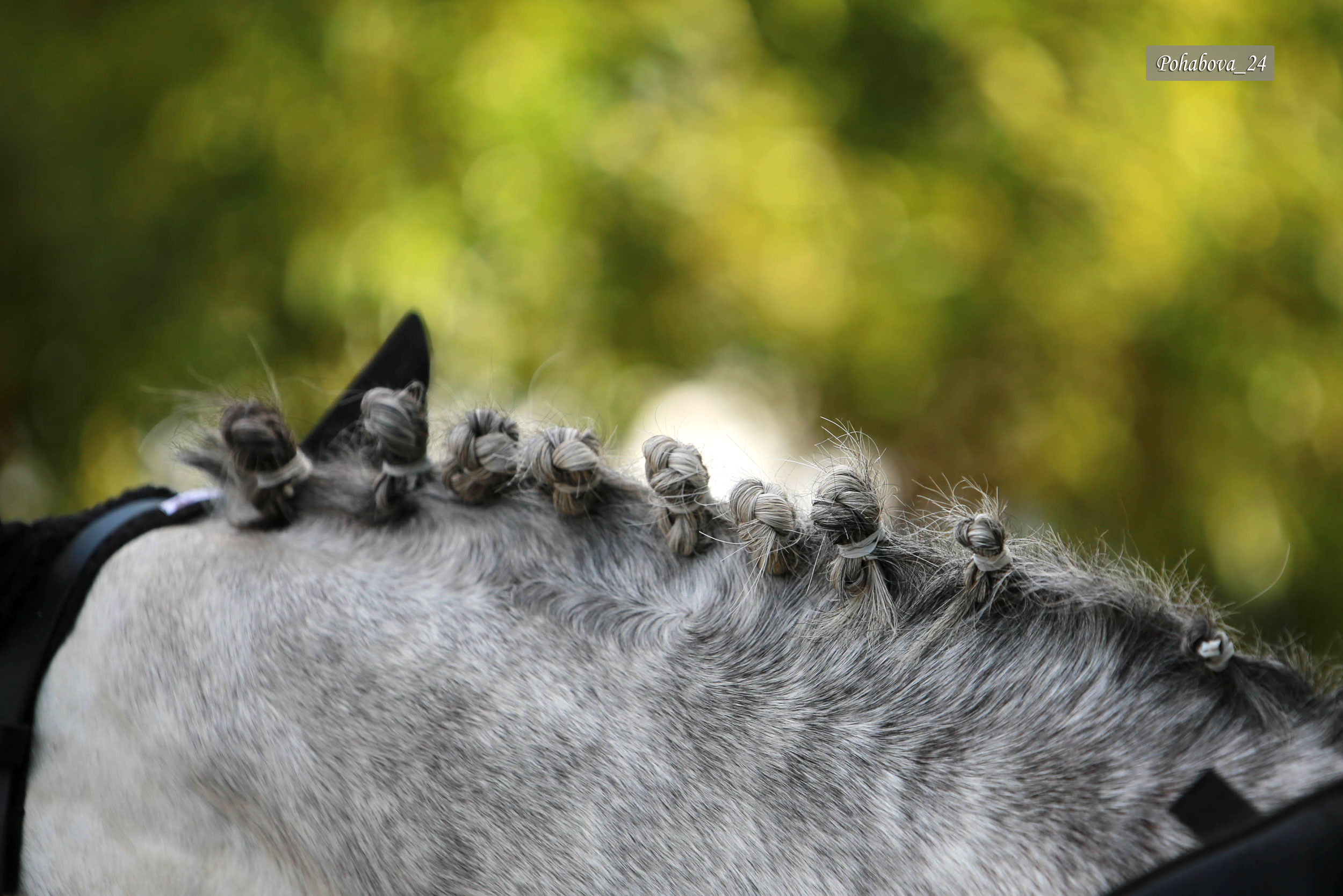 Г. СПБ КСК «Вента-Арена». Конный фотограф в Красноярске — Любовь Похабова
