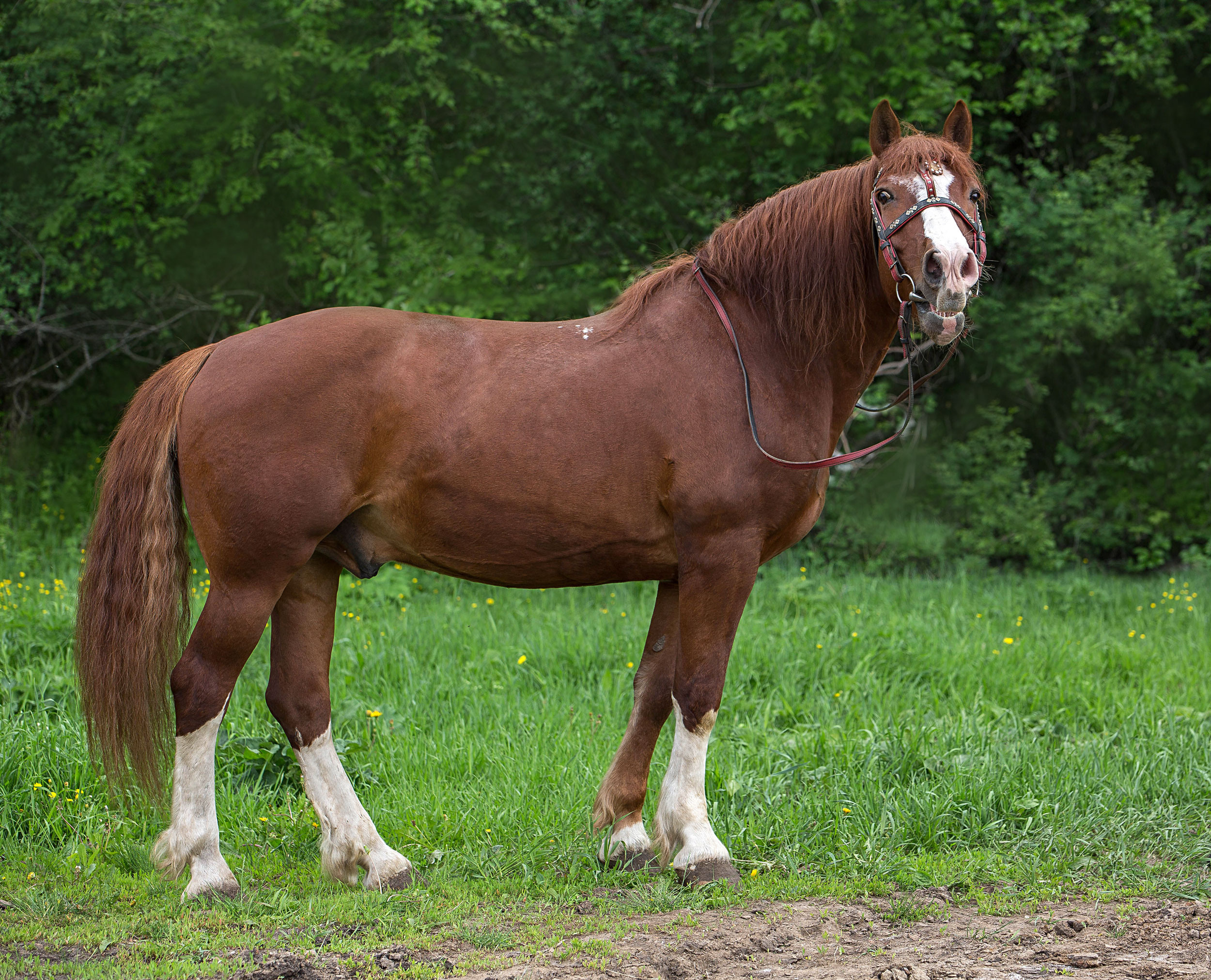 Табун — Балабаново. Конный фотограф в Красноярске — Любовь Похабова