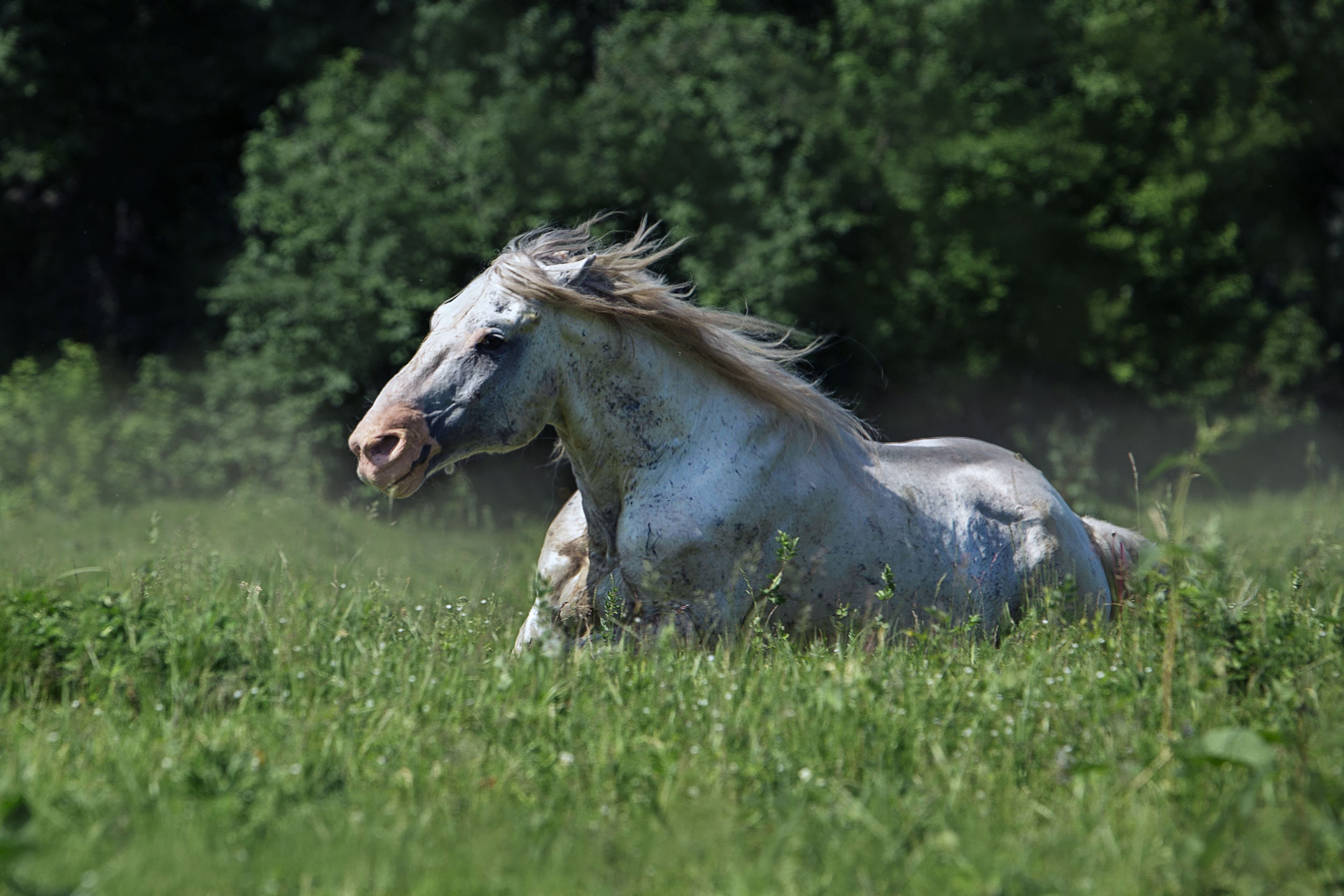 Табун — Балабаново. Конный фотограф в Красноярске — Любовь Похабова
