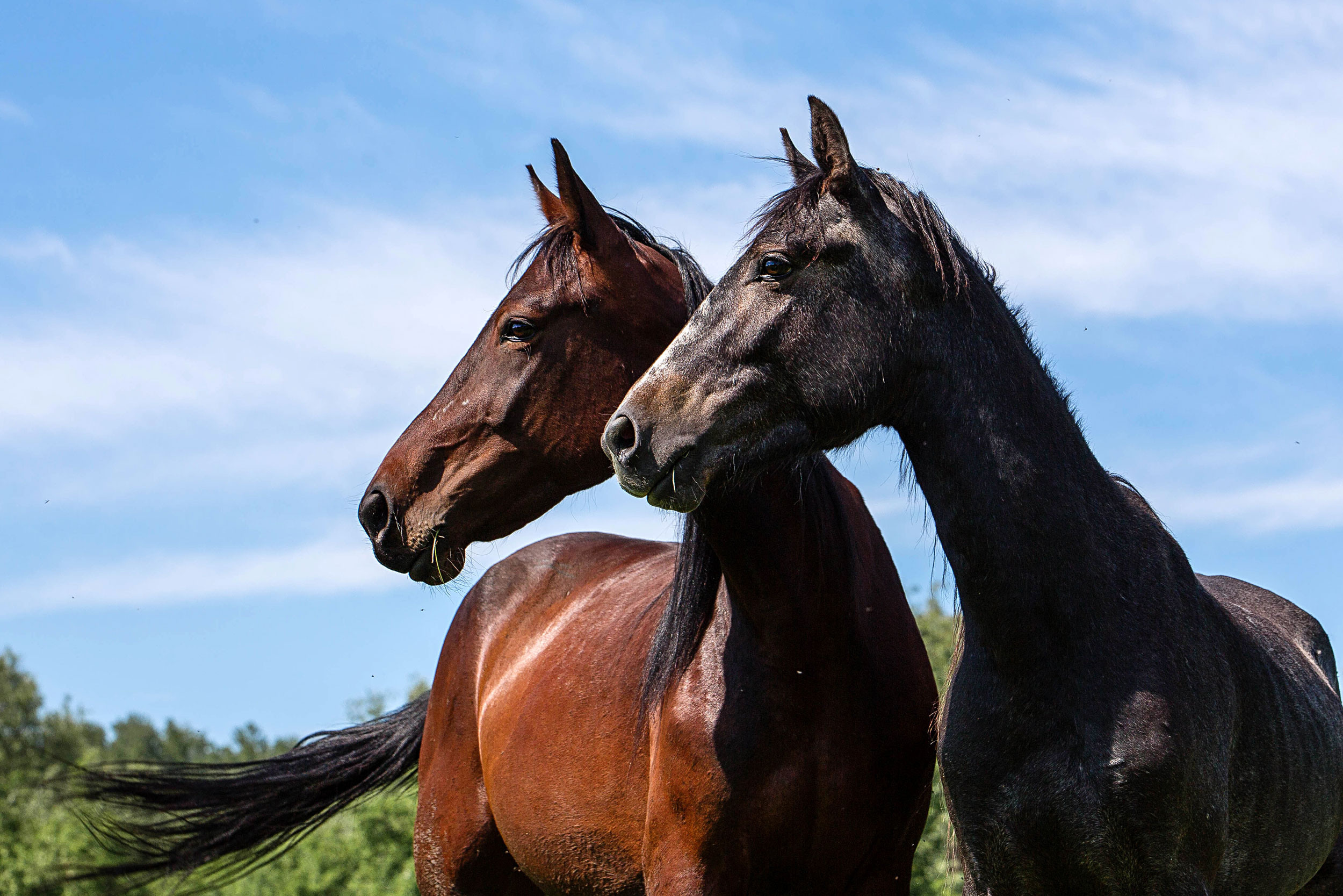 Табун — Балабаново. Конный фотограф в Красноярске — Любовь Похабова
