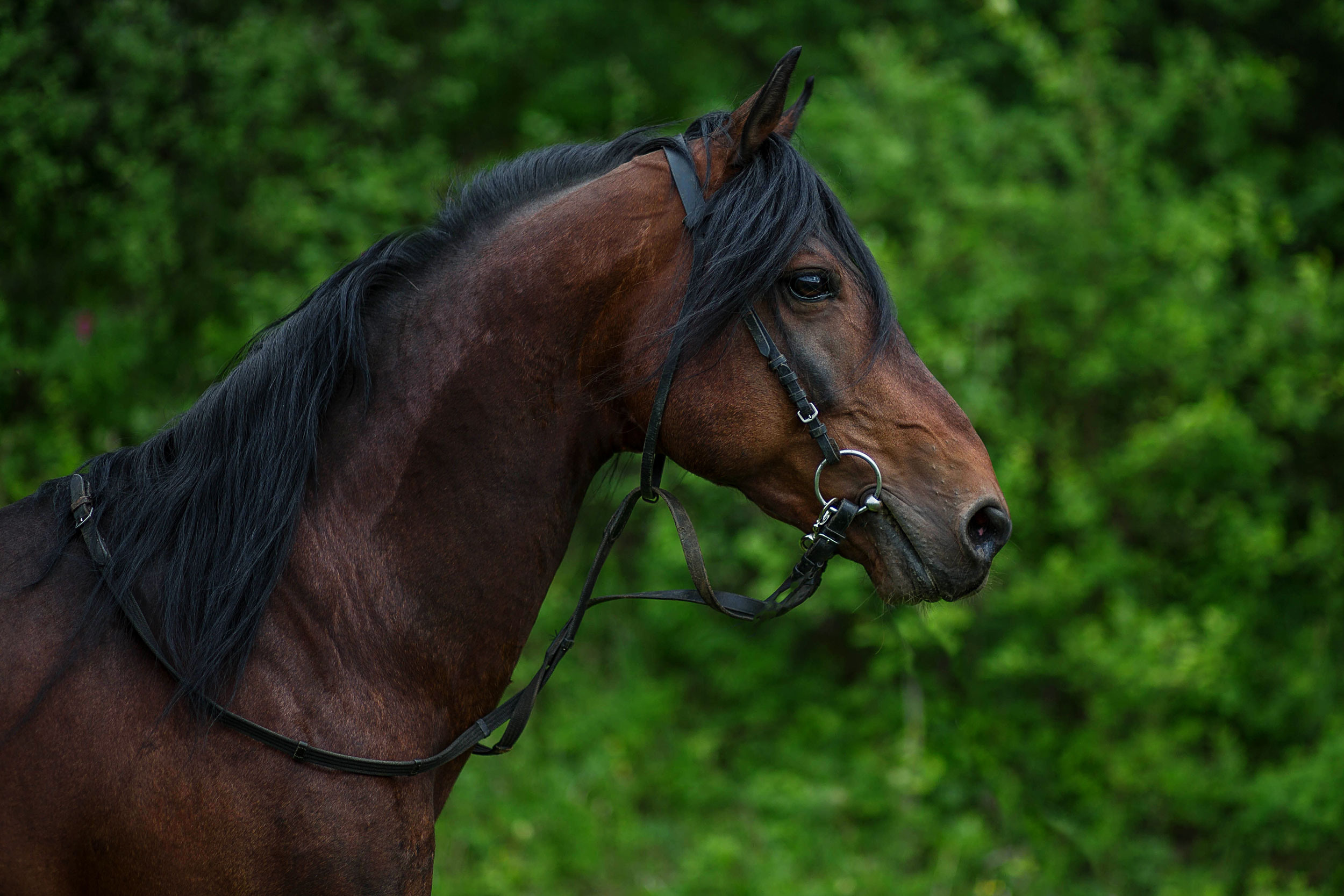 Табун — Балабаново. Конный фотограф в Красноярске — Любовь Похабова