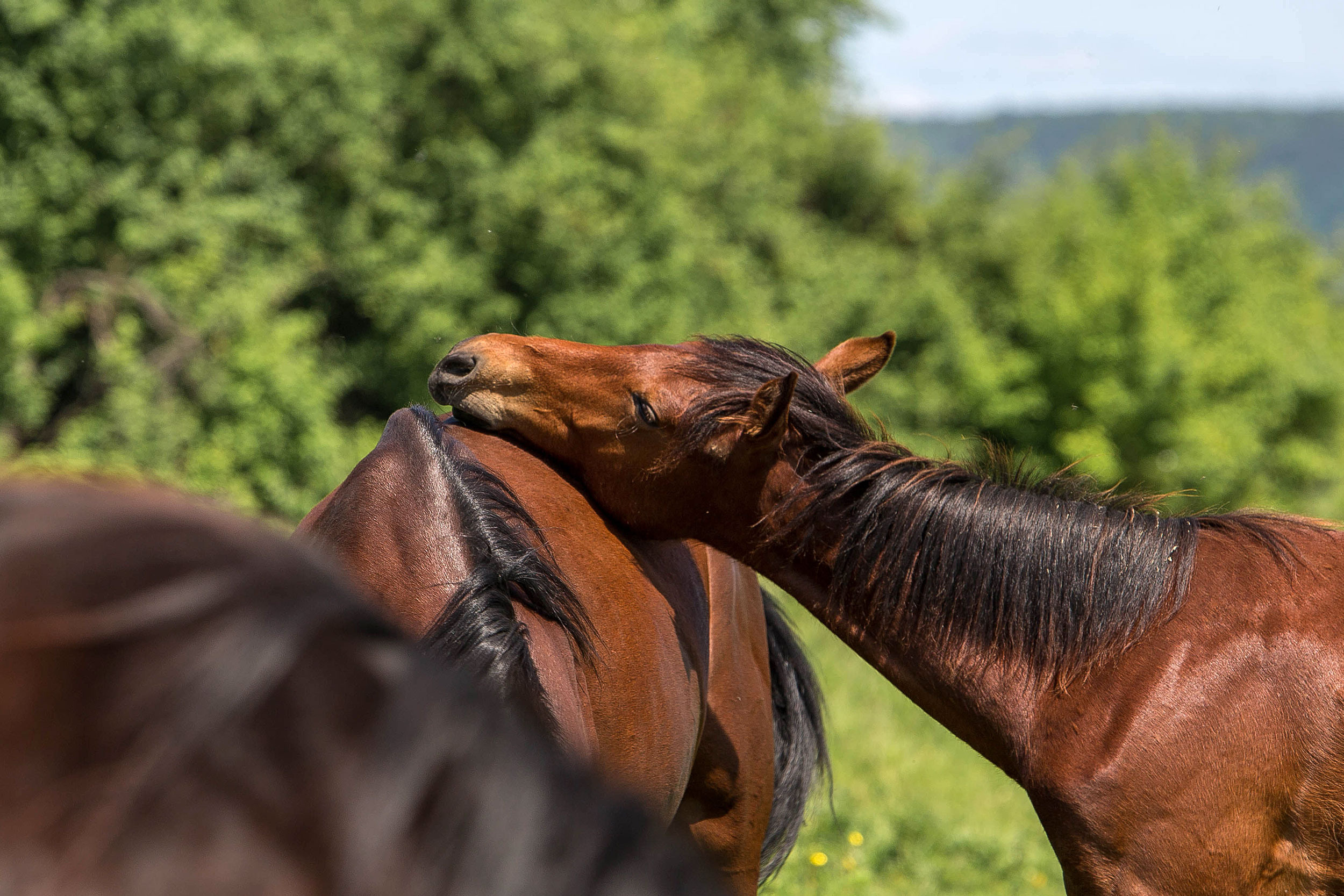 Табун — Балабаново. Конный фотограф в Красноярске — Любовь Похабова