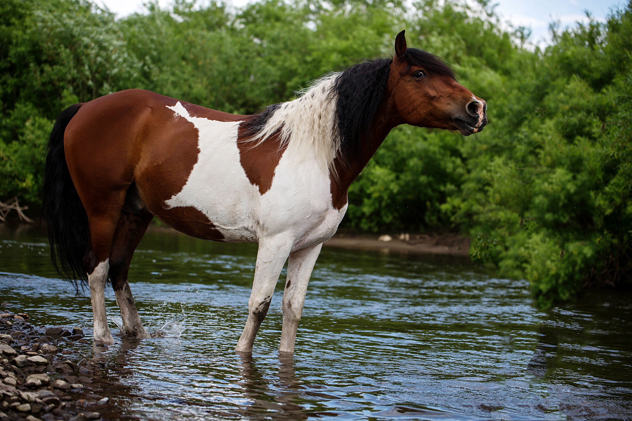 СЪЕМКА ЛОШАДЕЙ. Конный фотограф в Красноярске — Любовь Похабова