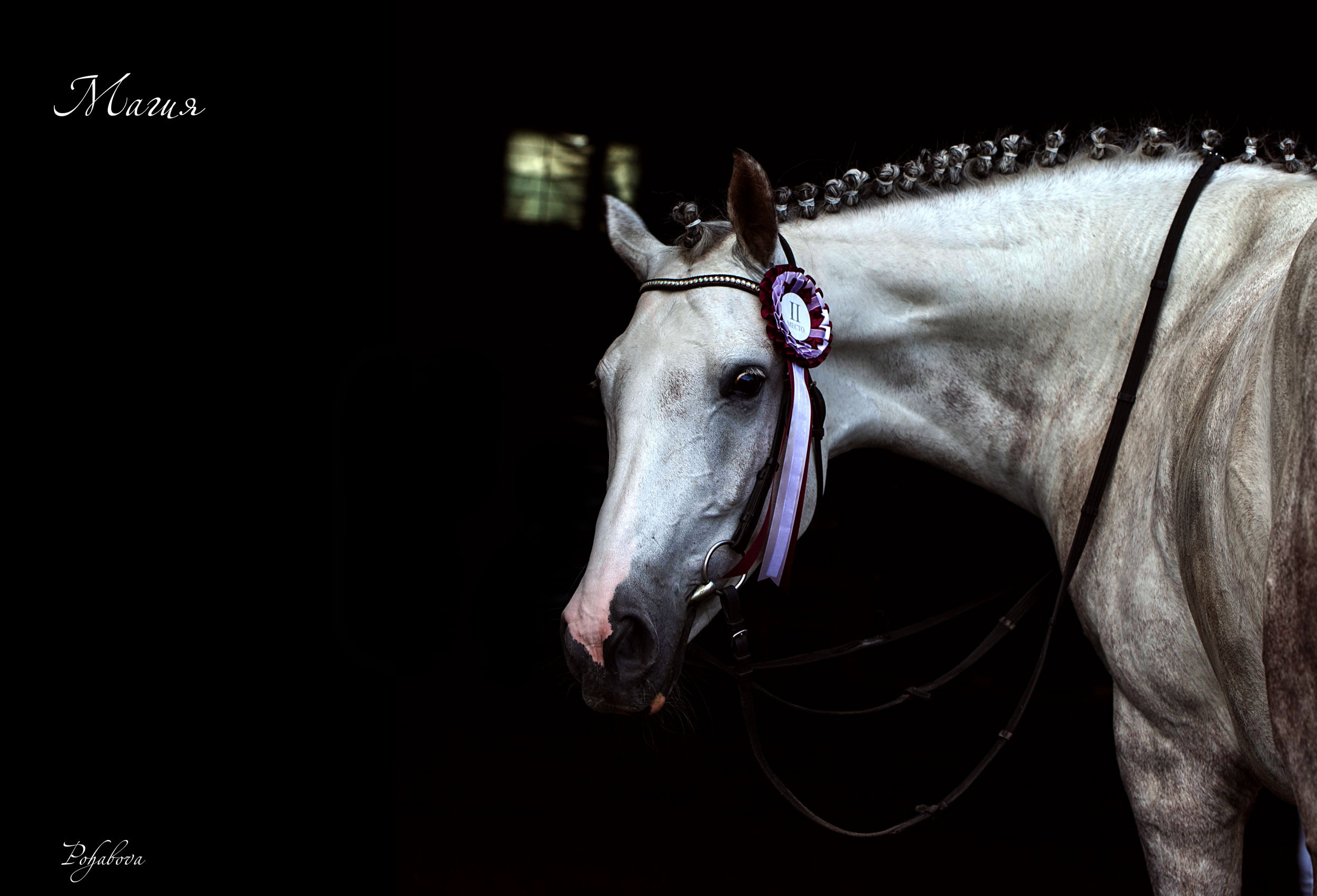 СЪЕМКА ЛОШАДЕЙ. Конный фотограф в Красноярске — Любовь Похабова