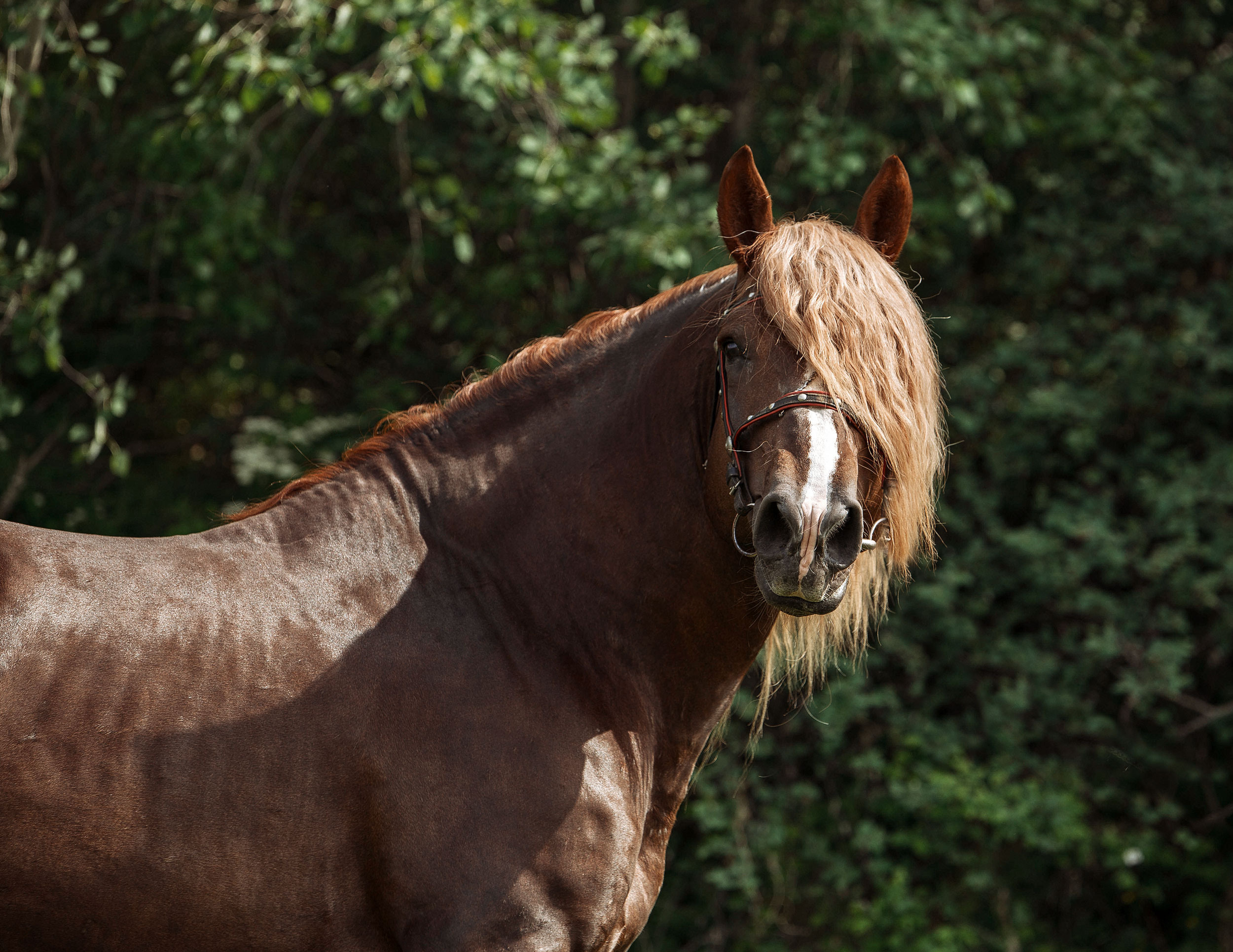Табун — Балабаново. Конный фотограф в Красноярске — Любовь Похабова
