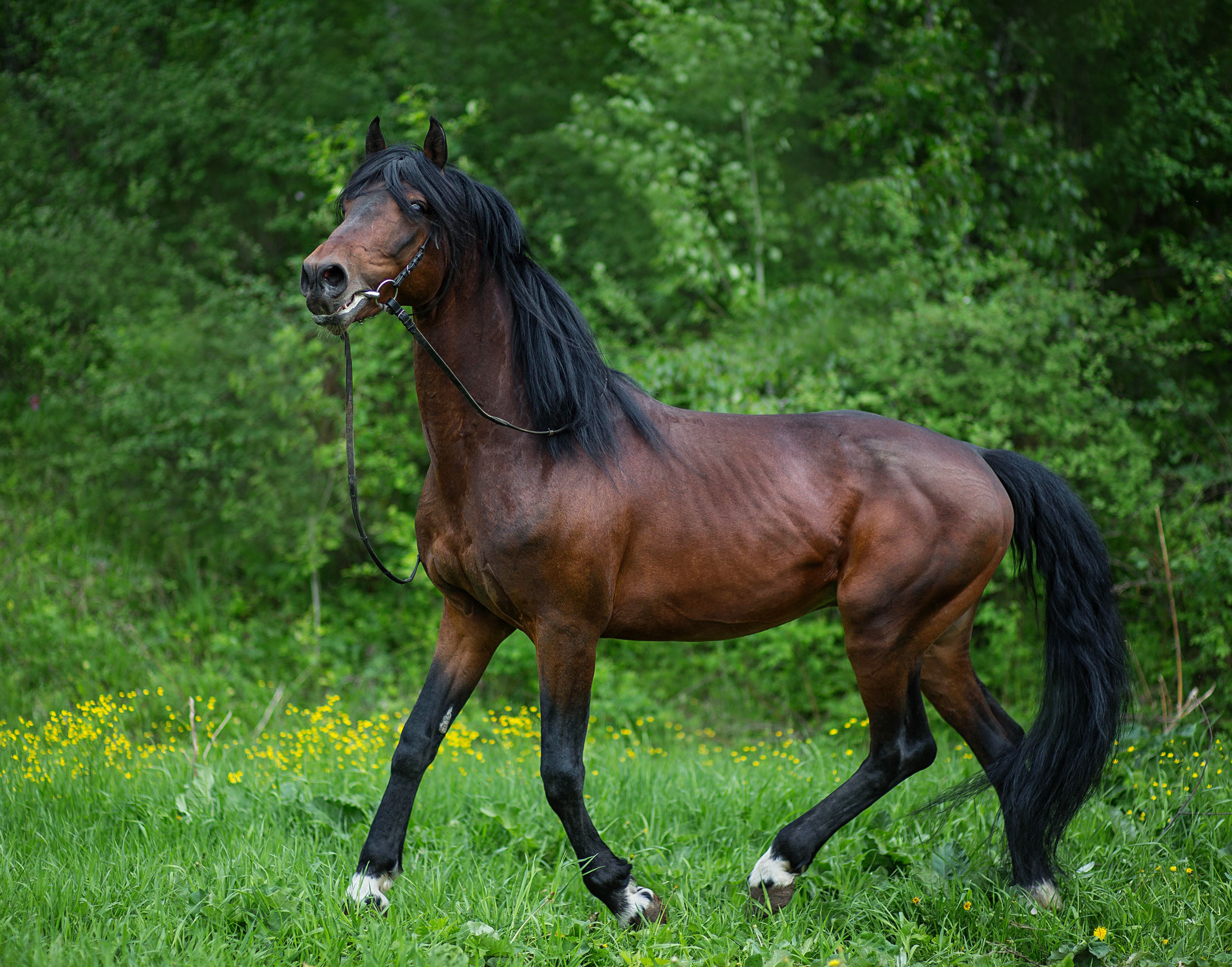 Табун — Балабаново. Конный фотограф в Красноярске — Любовь Похабова