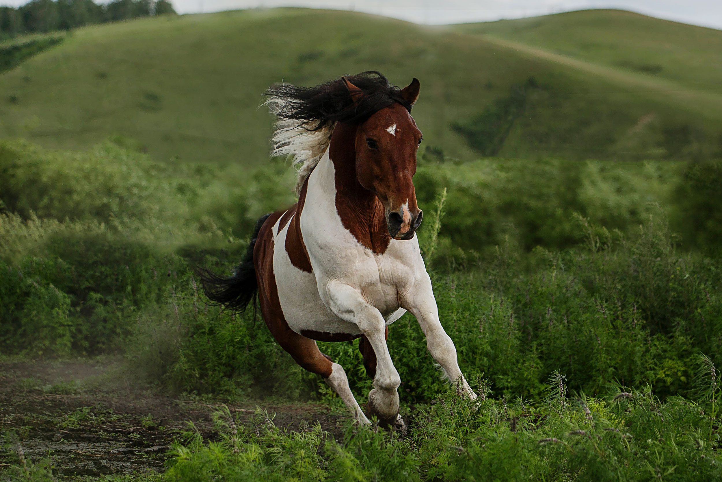 Конюшня в Дрокино. Конный фотограф в Красноярске — Любовь Похабова