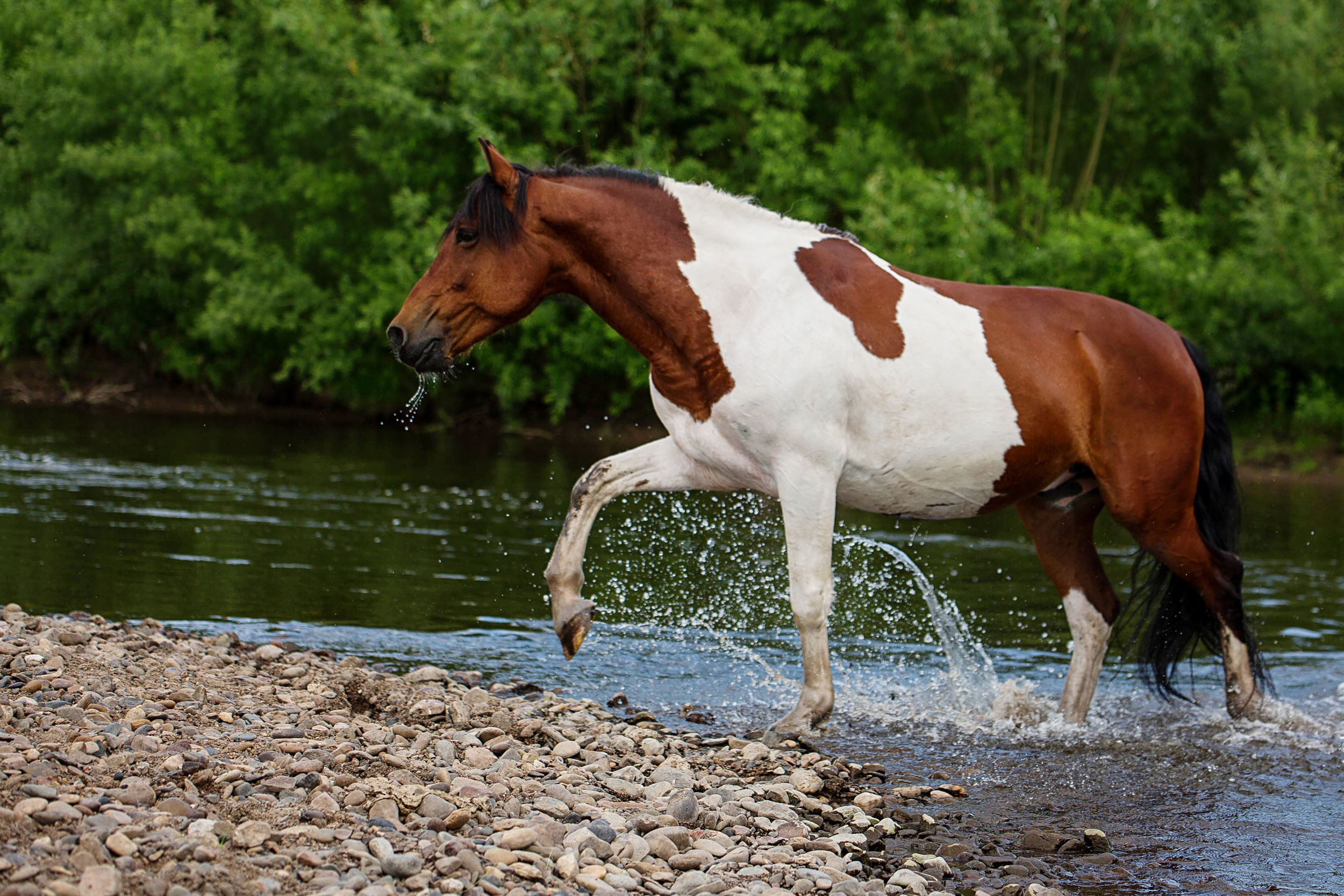 Конюшня в Дрокино. Конный фотограф в Красноярске — Любовь Похабова