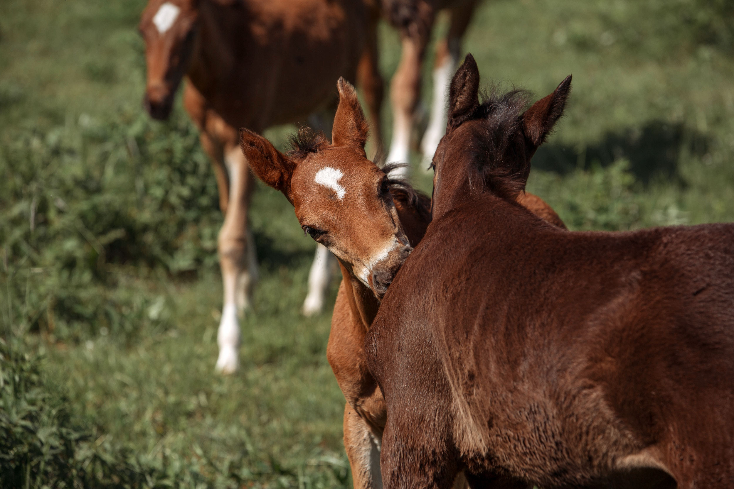 Табун — Балабаново. Конный фотограф в Красноярске — Любовь Похабова