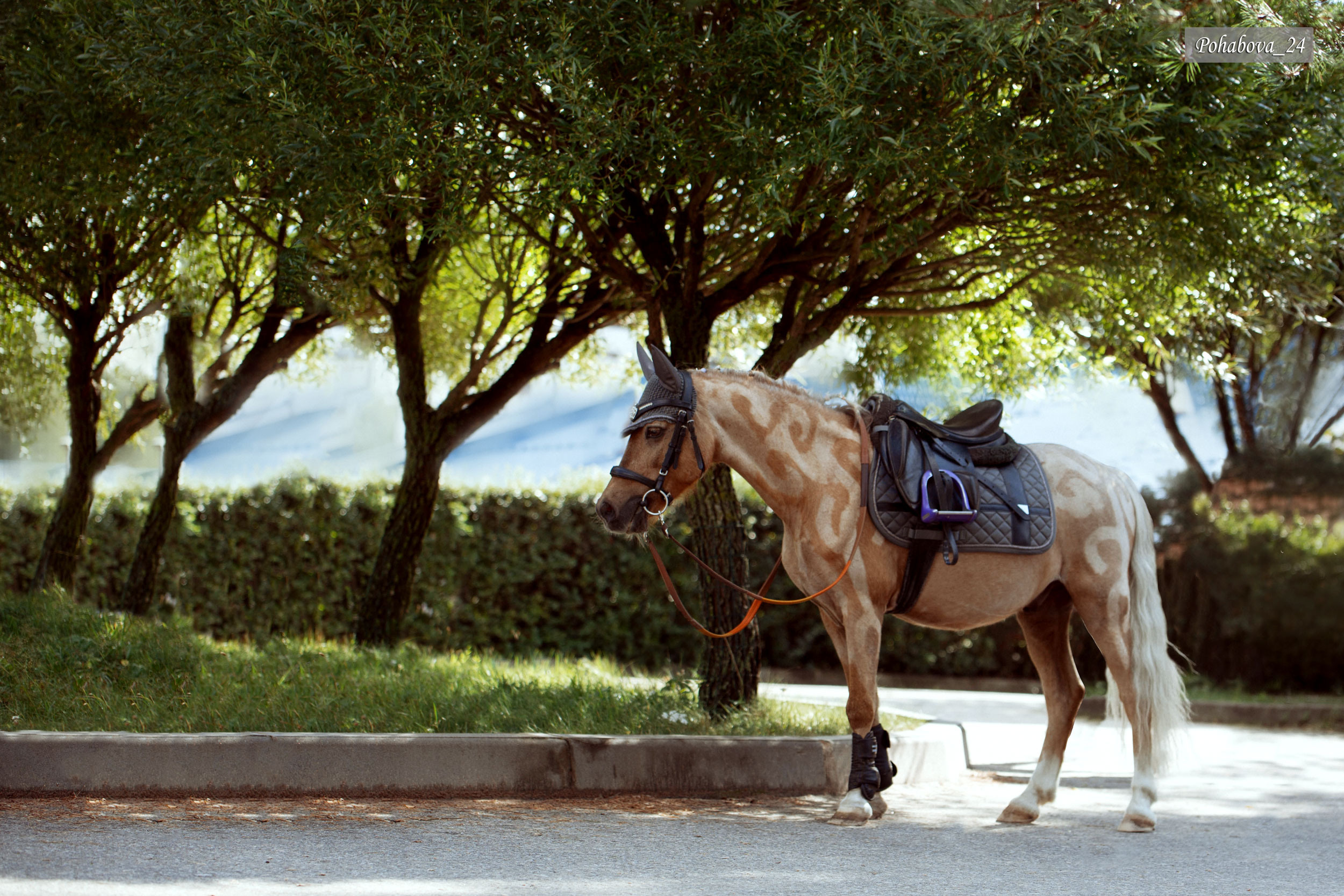 Г. СПБ КСК «Вента-Арена». Конный фотограф в Красноярске — Любовь Похабова